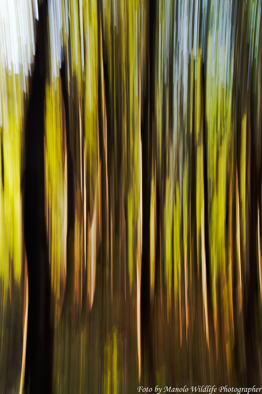 Foresta dei miei sogni