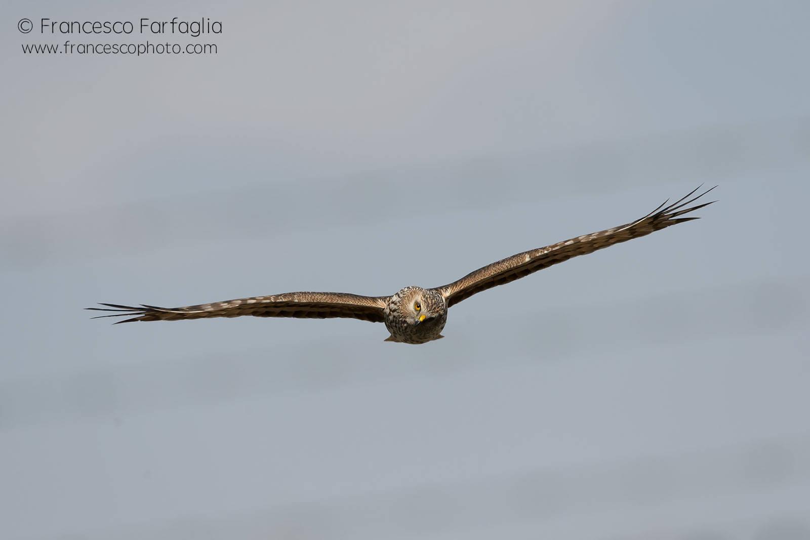 Albanella reale femmina