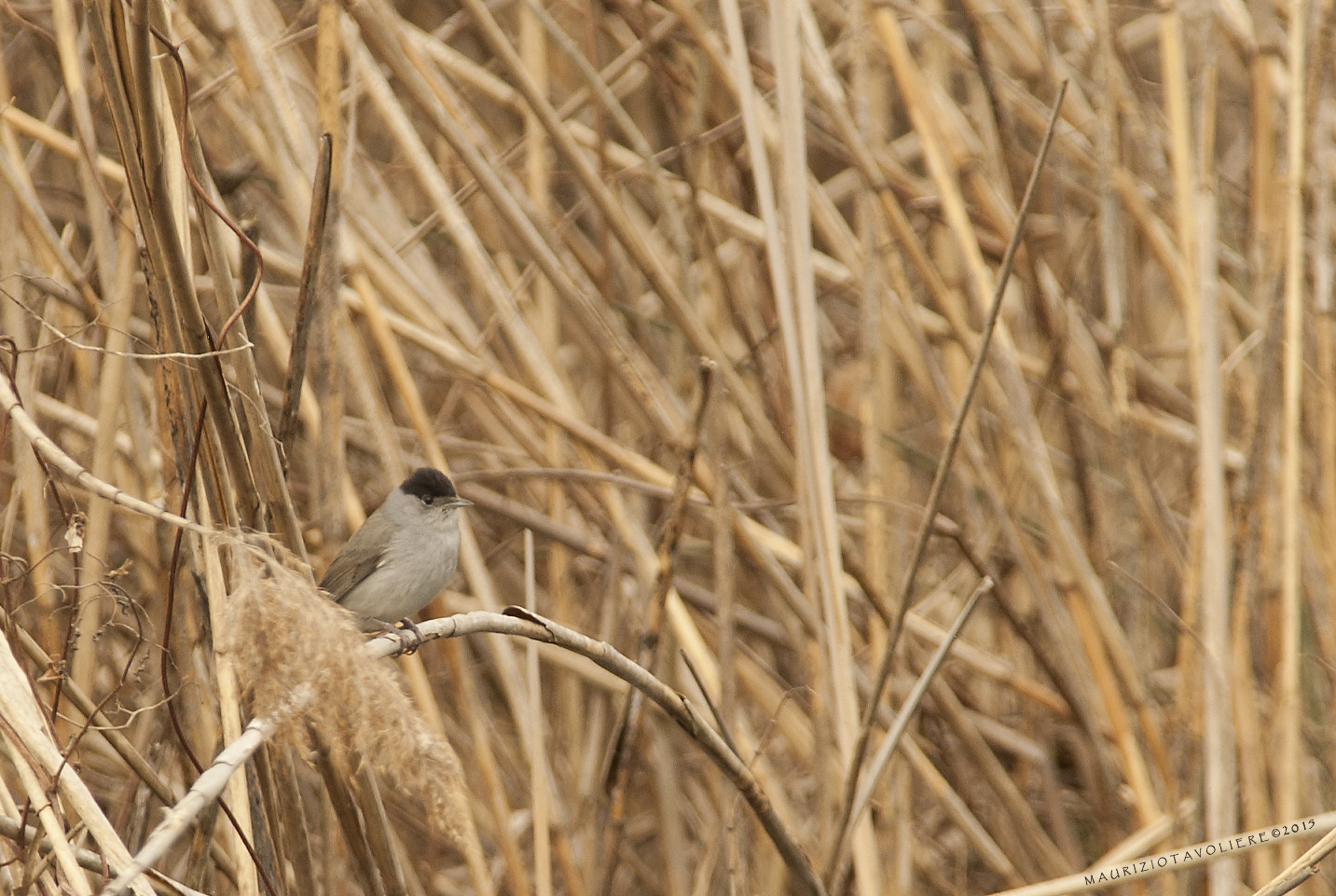 Sylvia, la guardiana del canneto .. (capinera maschio)
