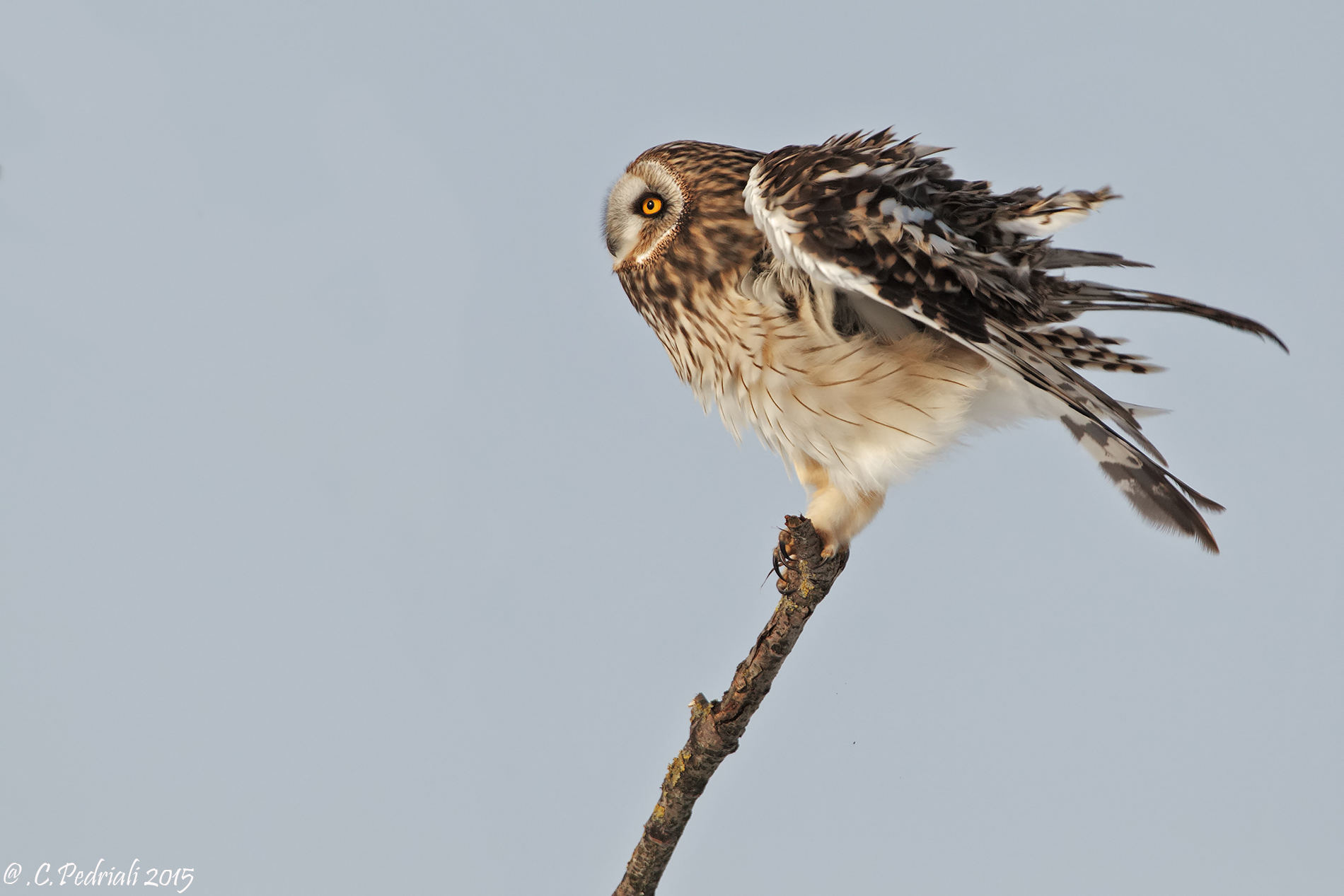 Gufo di Palude.... scrollatina...