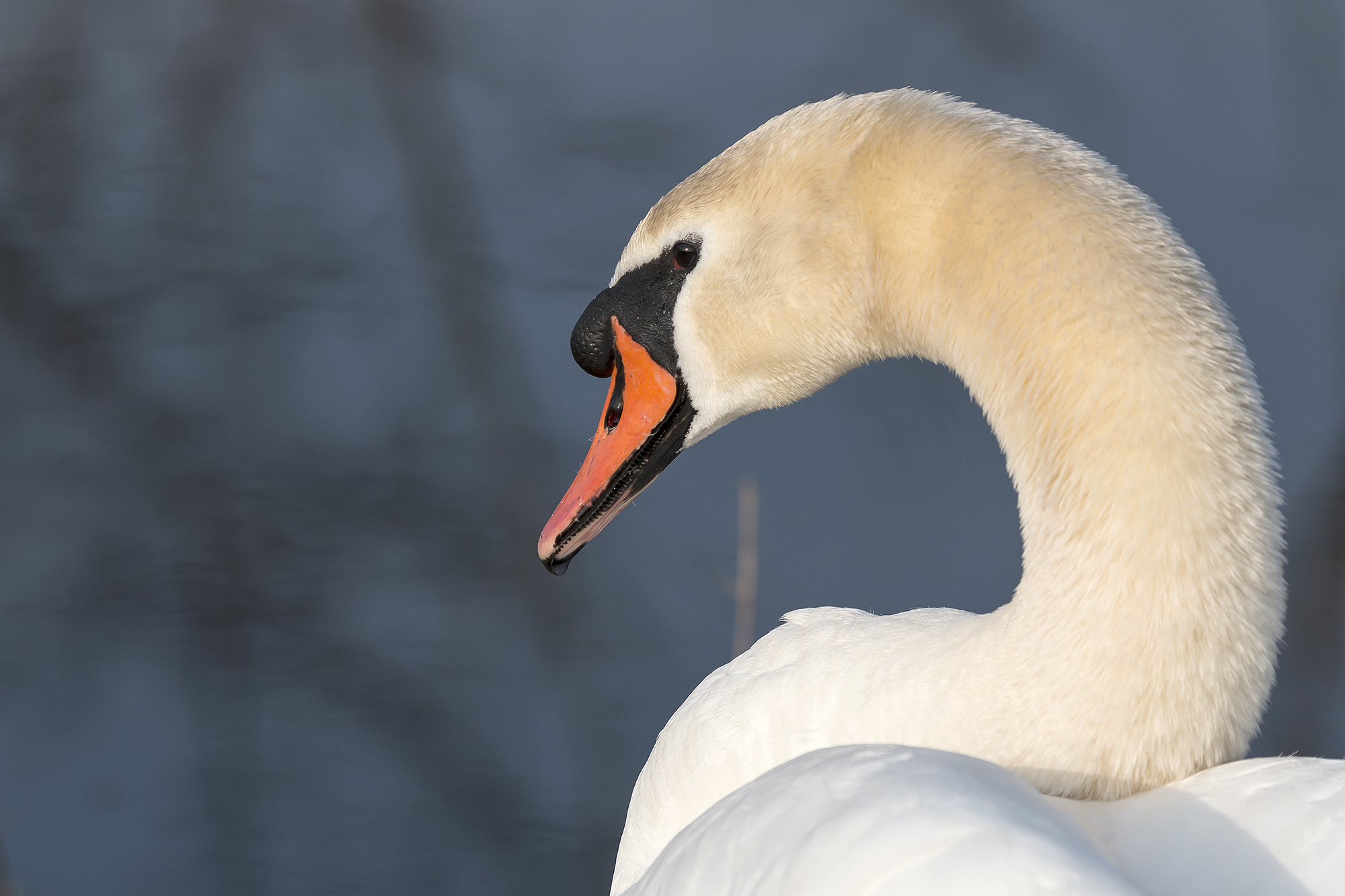 Swan portrait