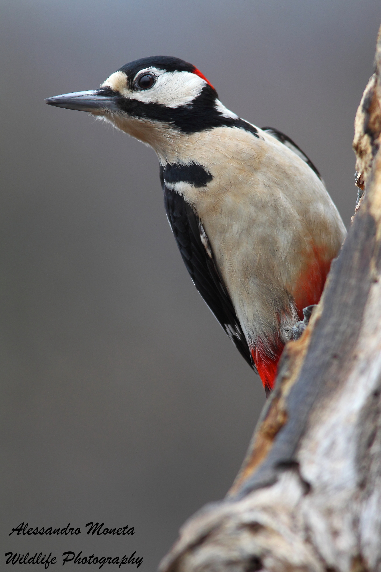 Spotted Woodpecker male