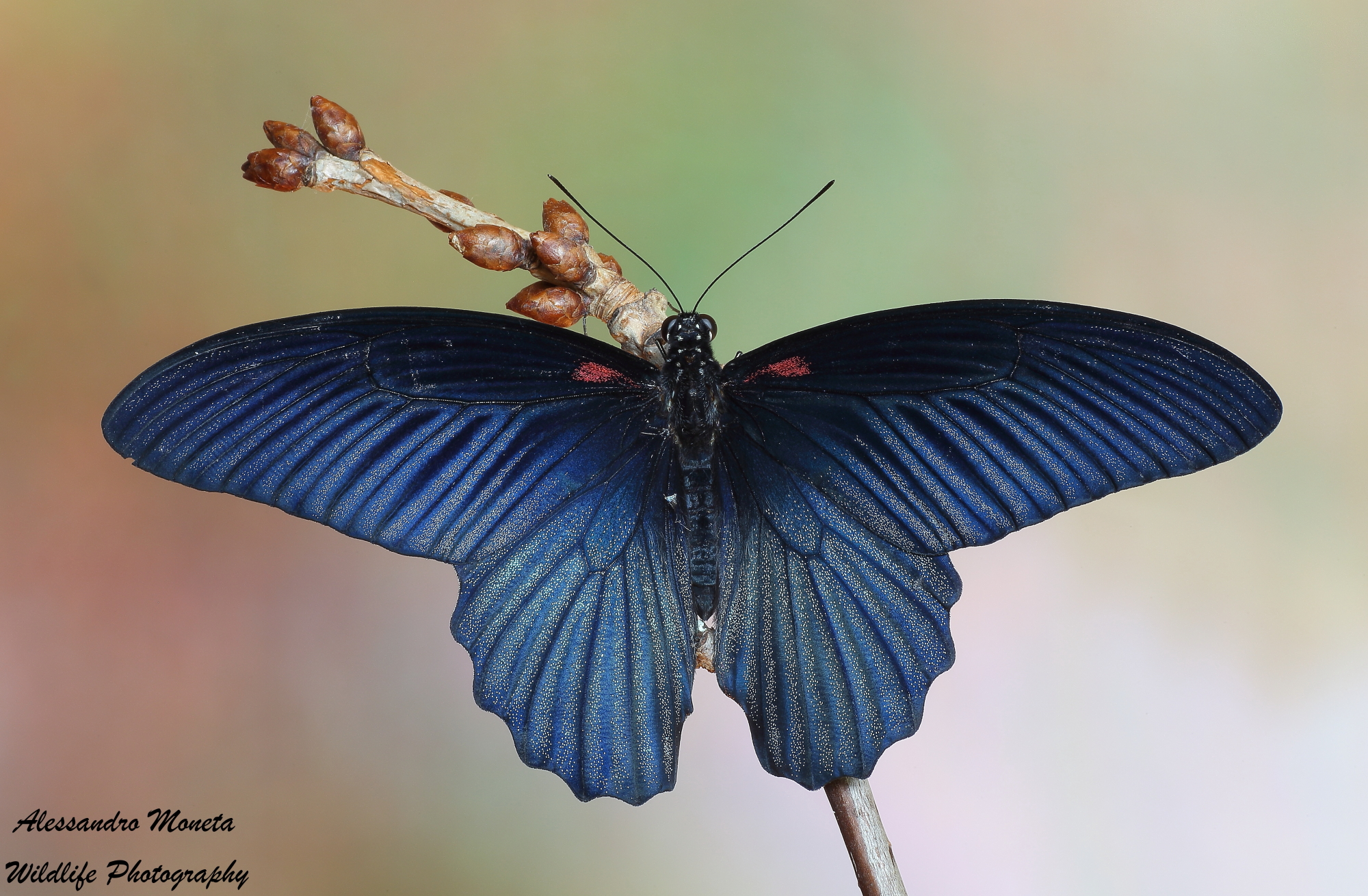 Papilio Memnon