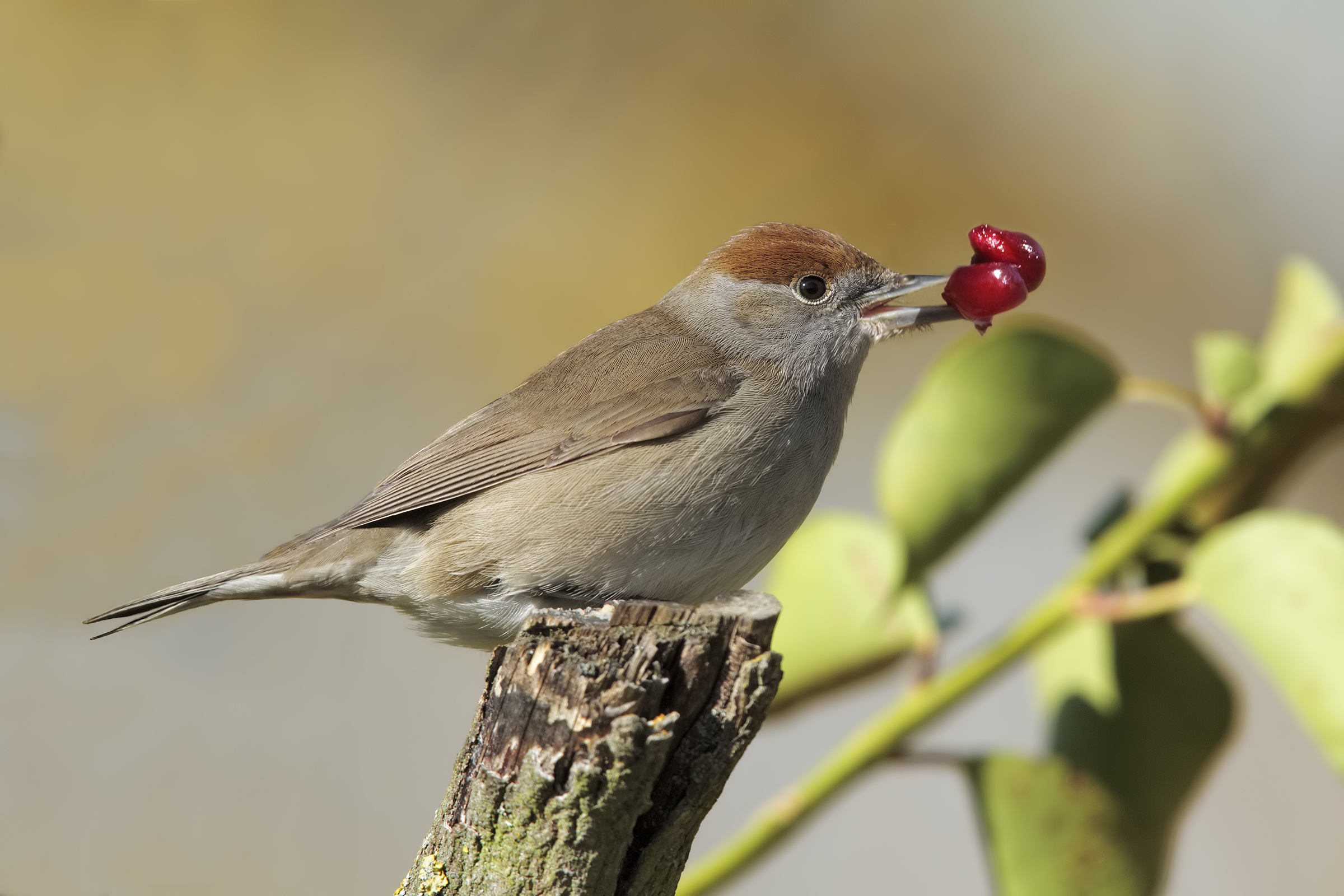femminuccia con il chicco....
