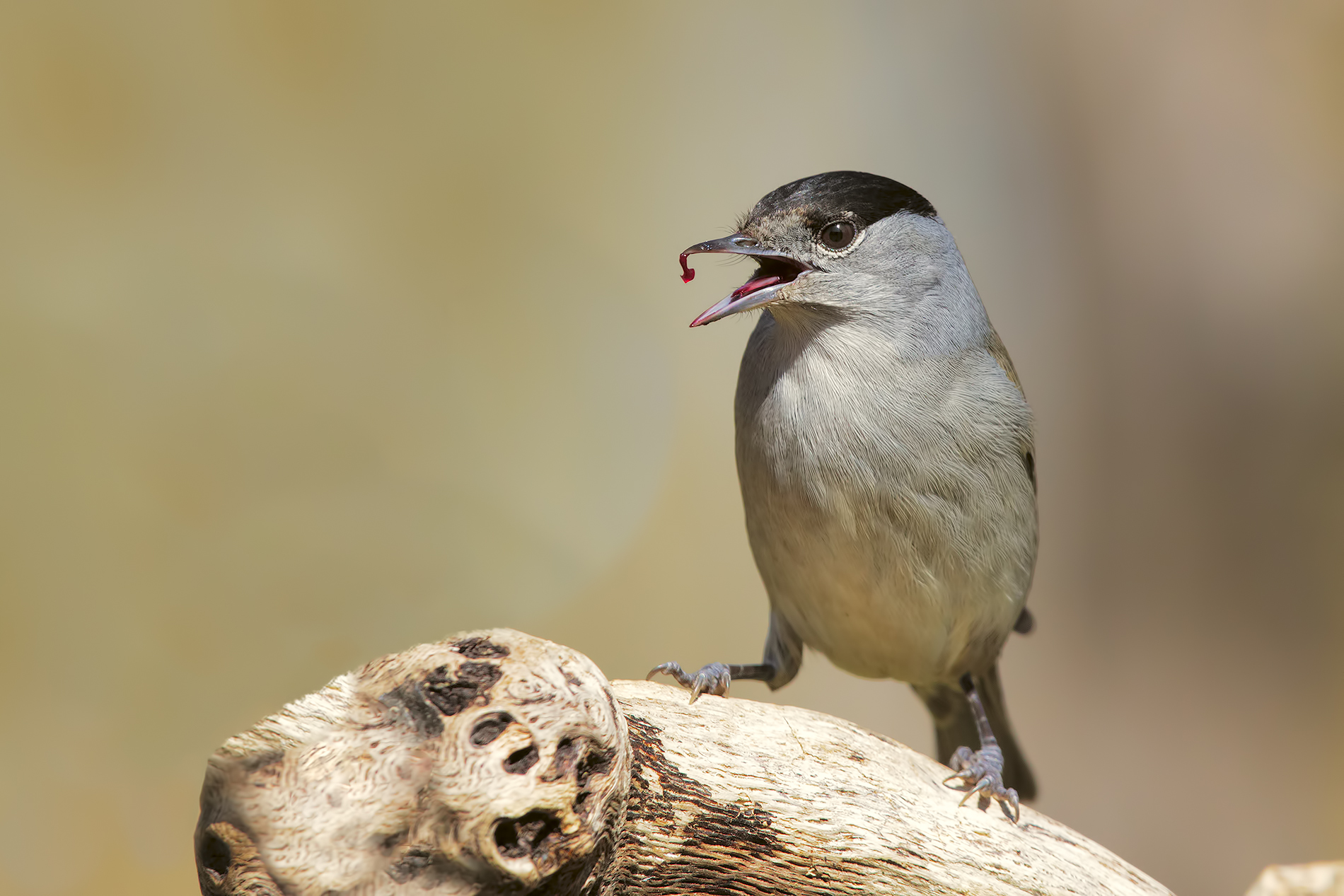 se c'è la goccia...