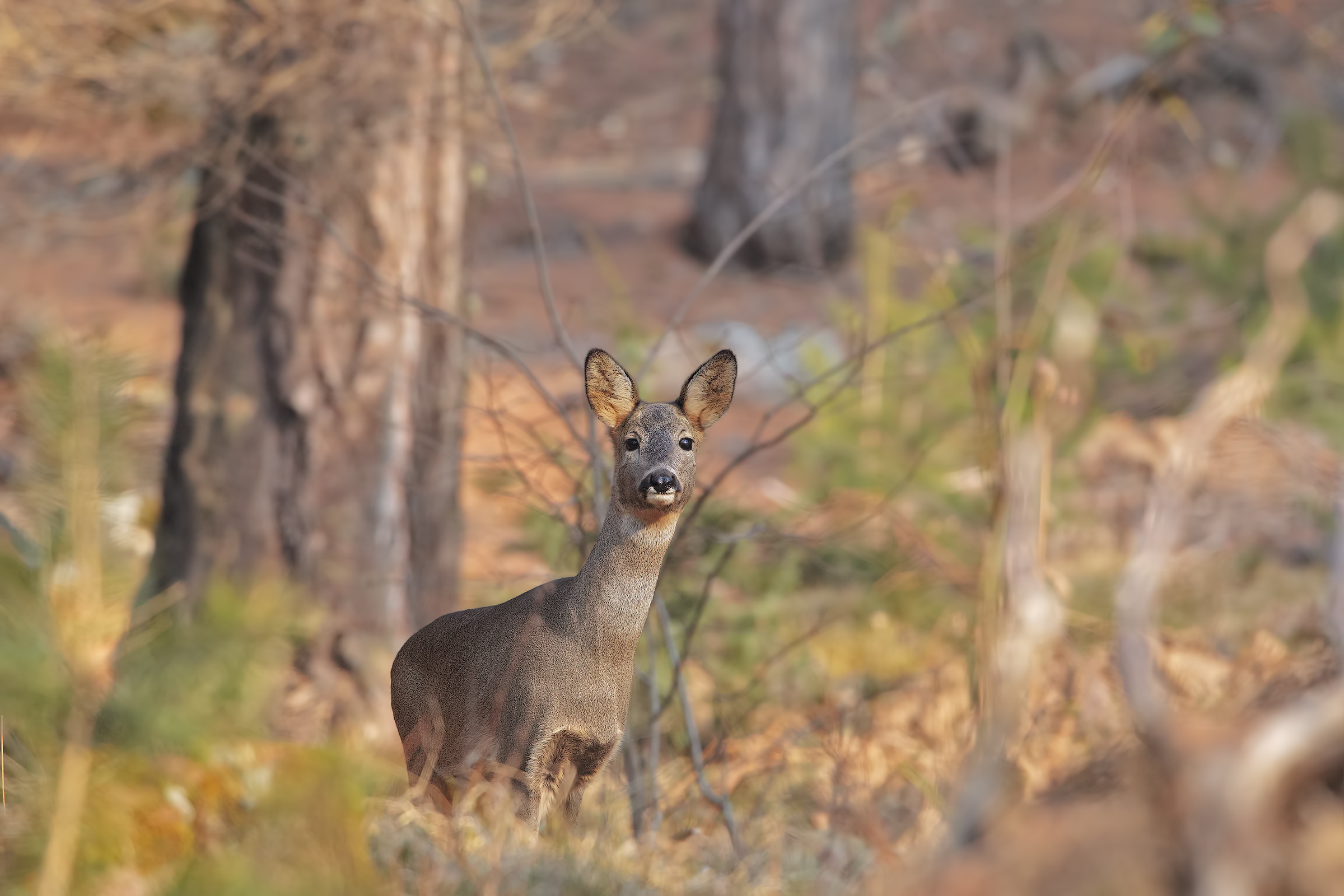 Roe deer