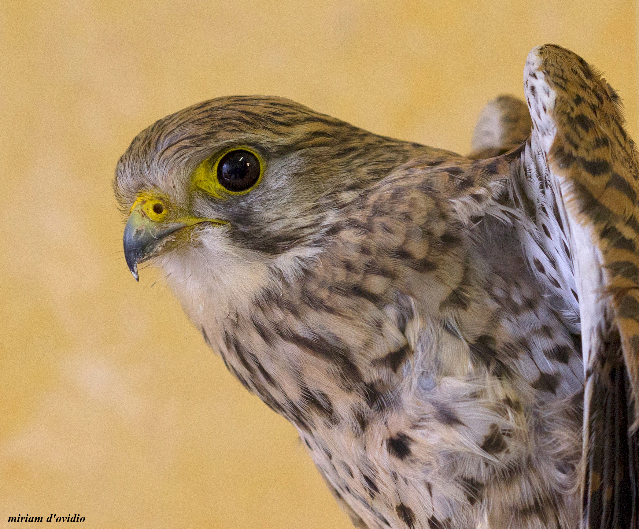 Urgenza in ambulatorio veterinario