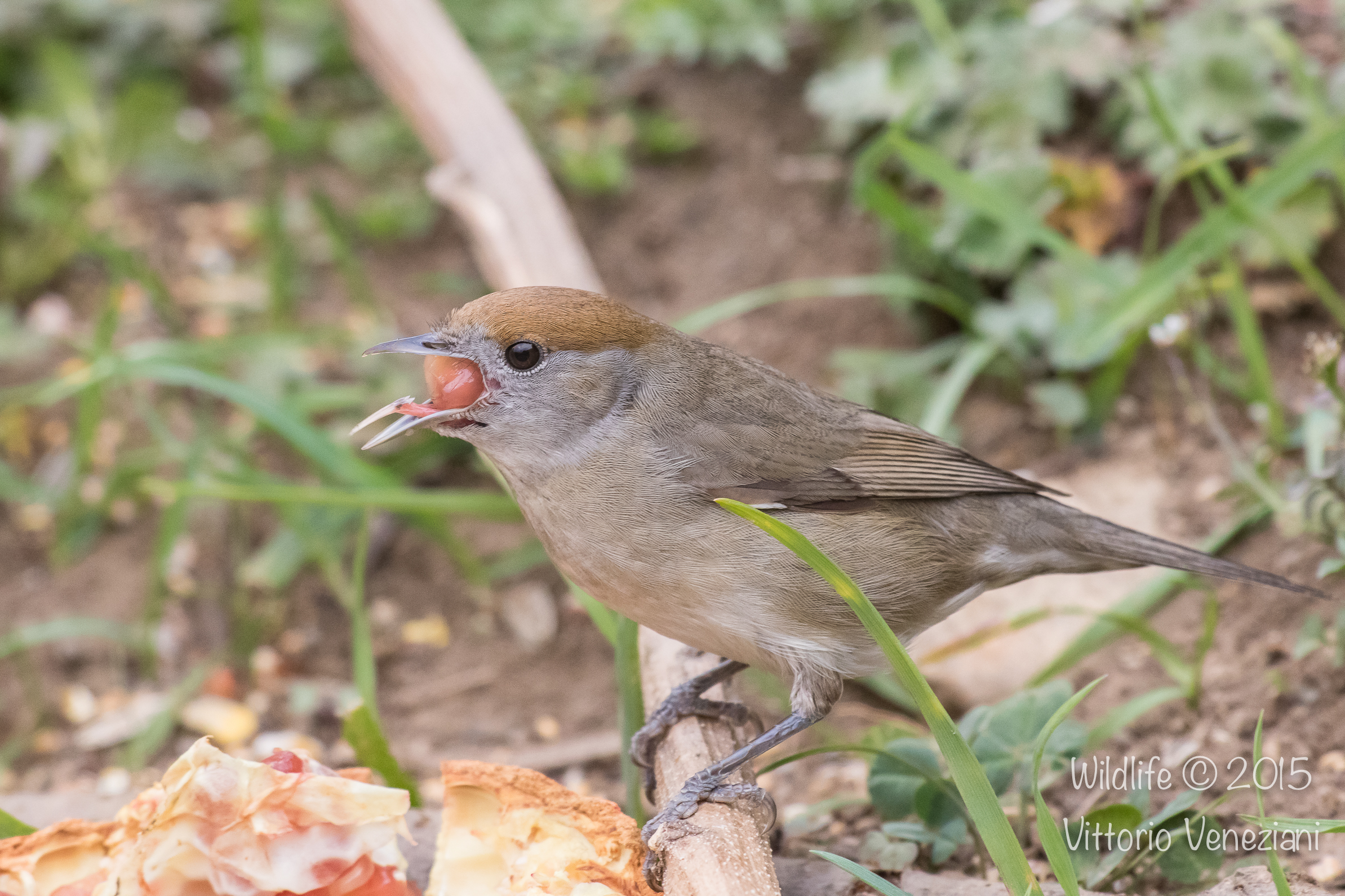 Capinera ingorda.....