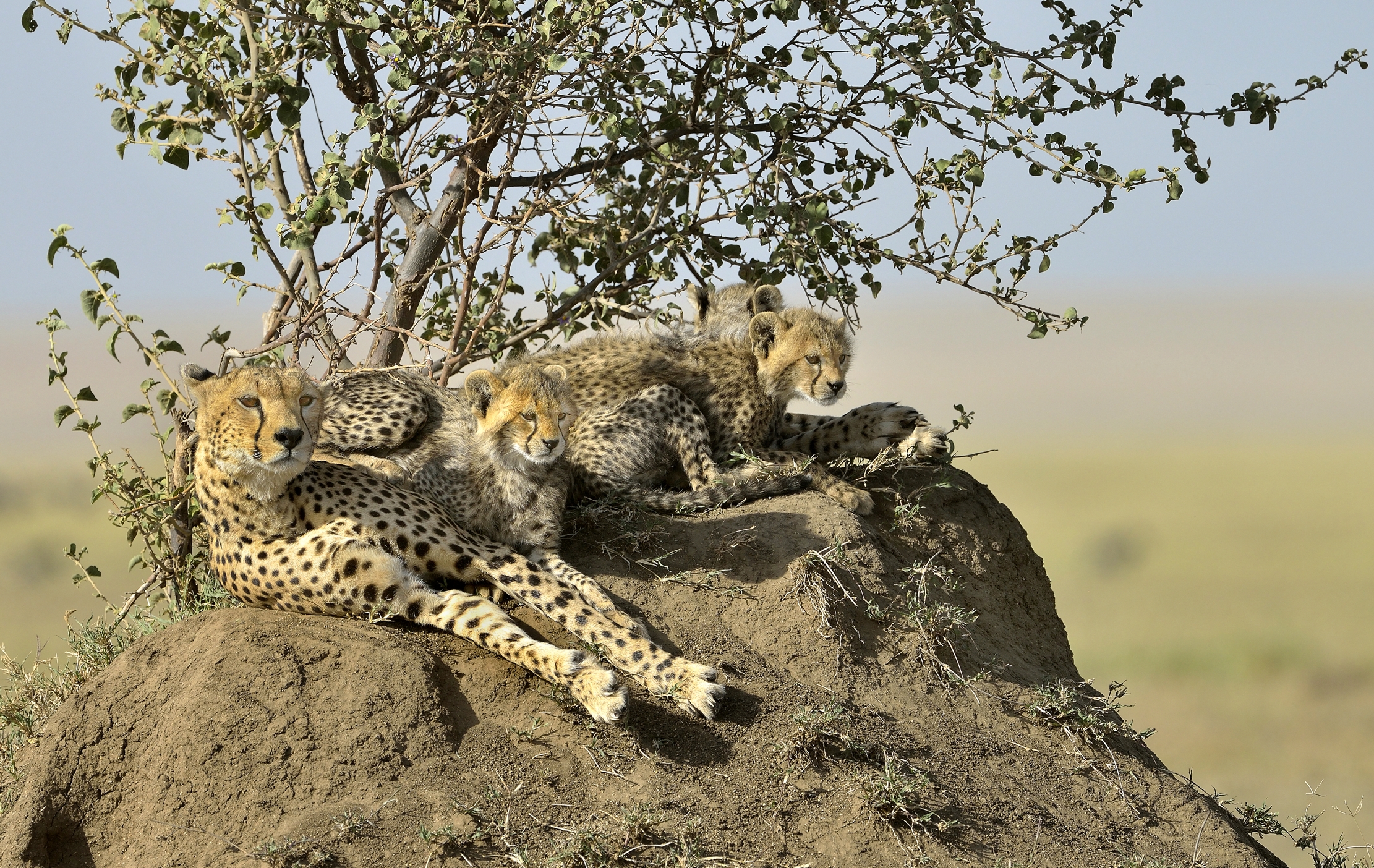 Tanzania 2015 - Famigliola