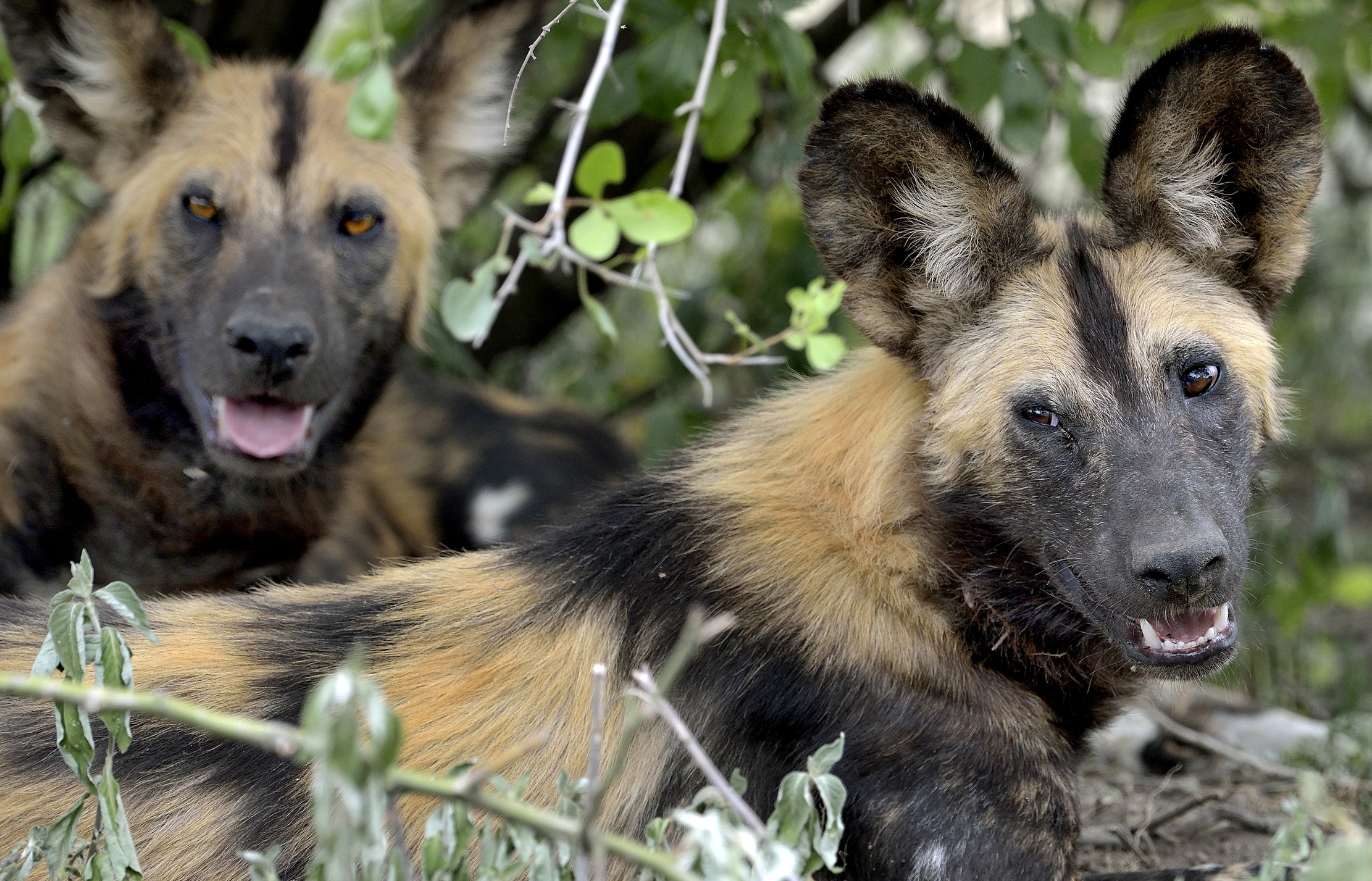 Tanzania 2015 - Sguardi di Licaoni