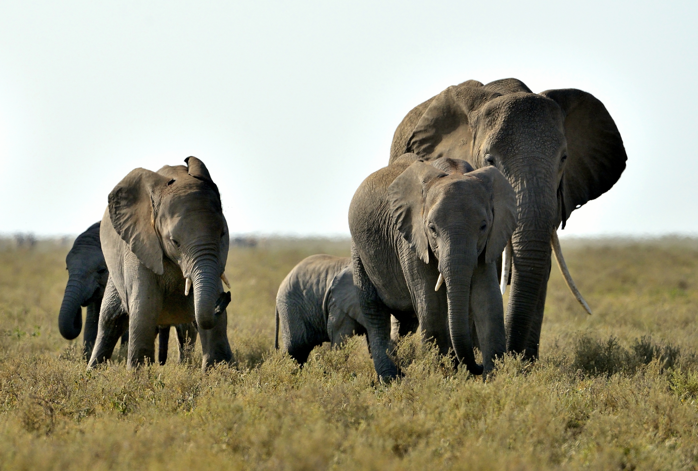 Tanzania 2015 - Elefanti
