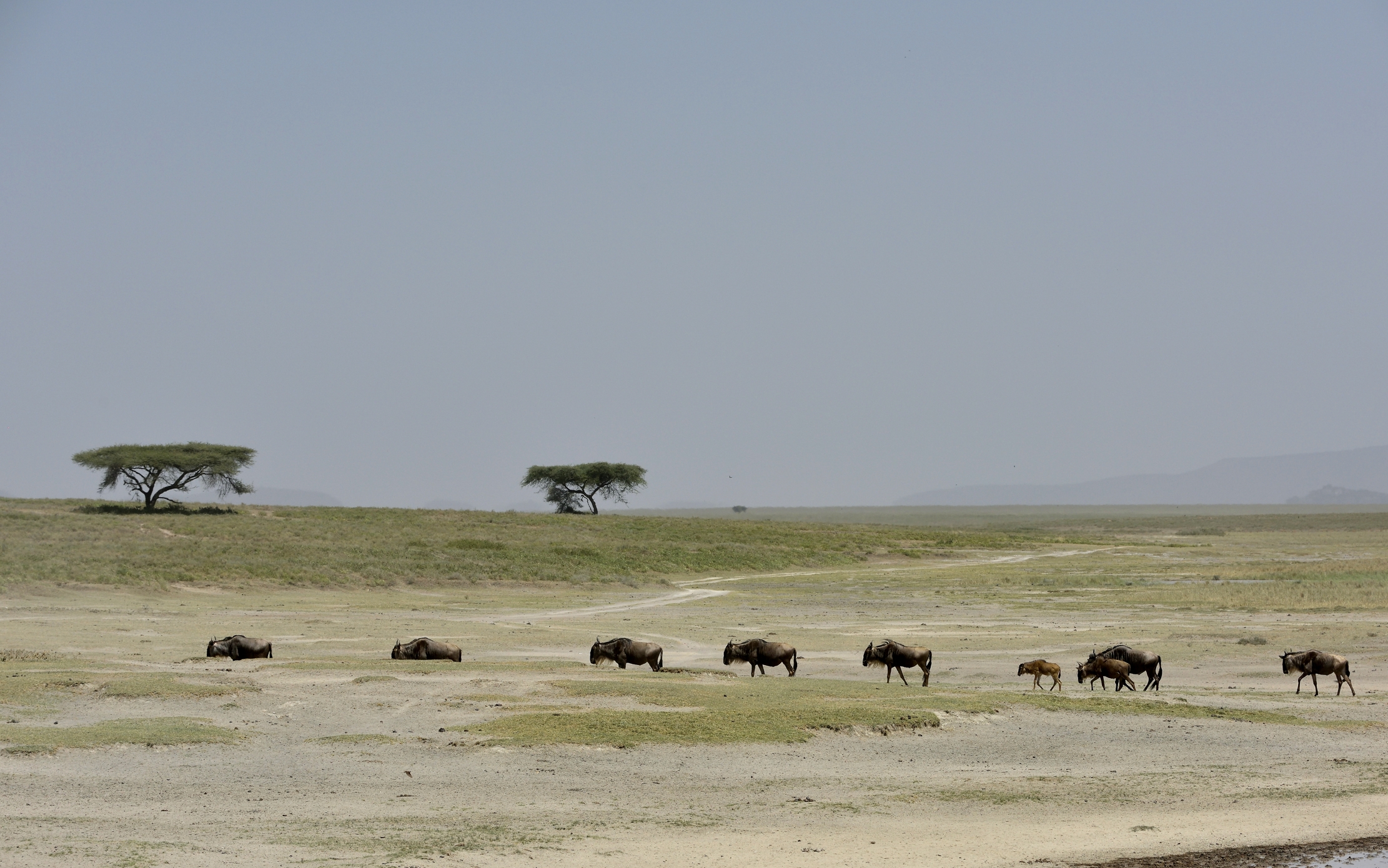 Tanzania 2015 - La marcia degli gnu