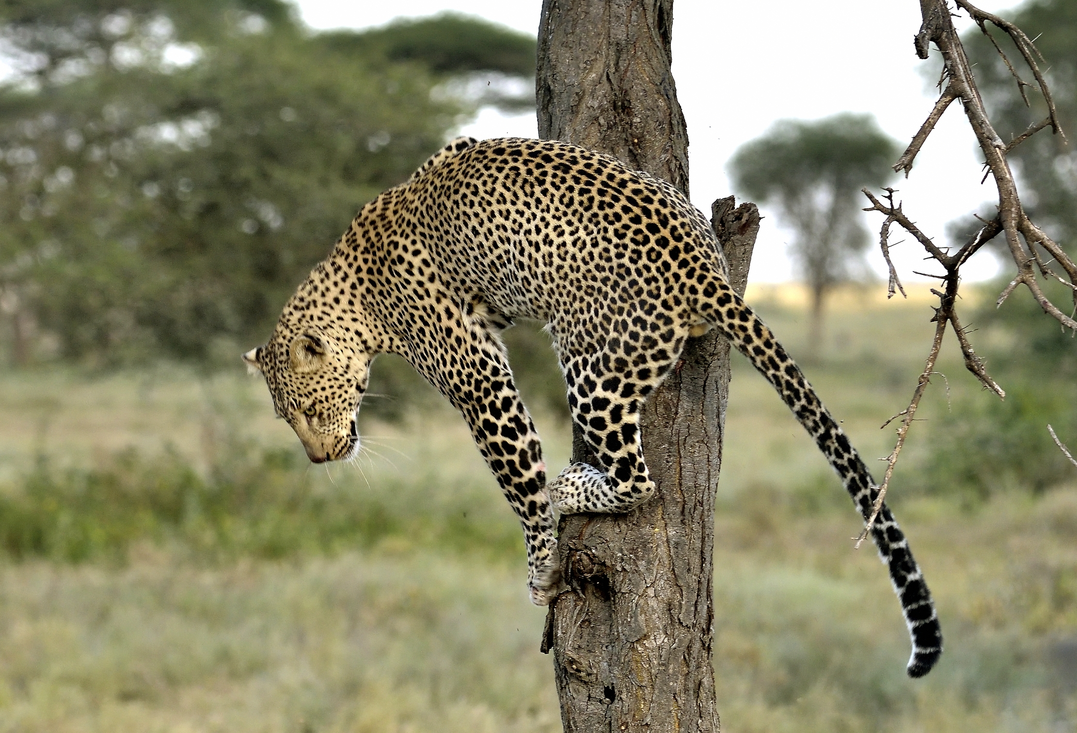 Tanzania 2015 - Equilibrismi