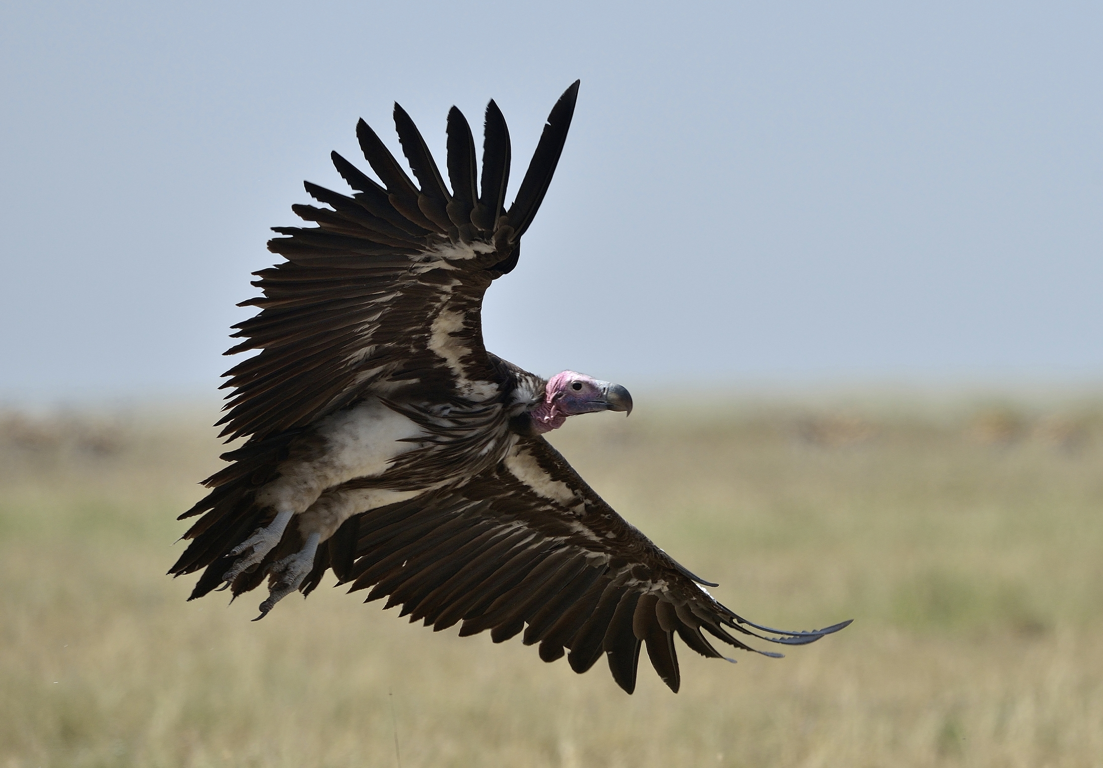 Tanzania 2015 - Avvoltoio