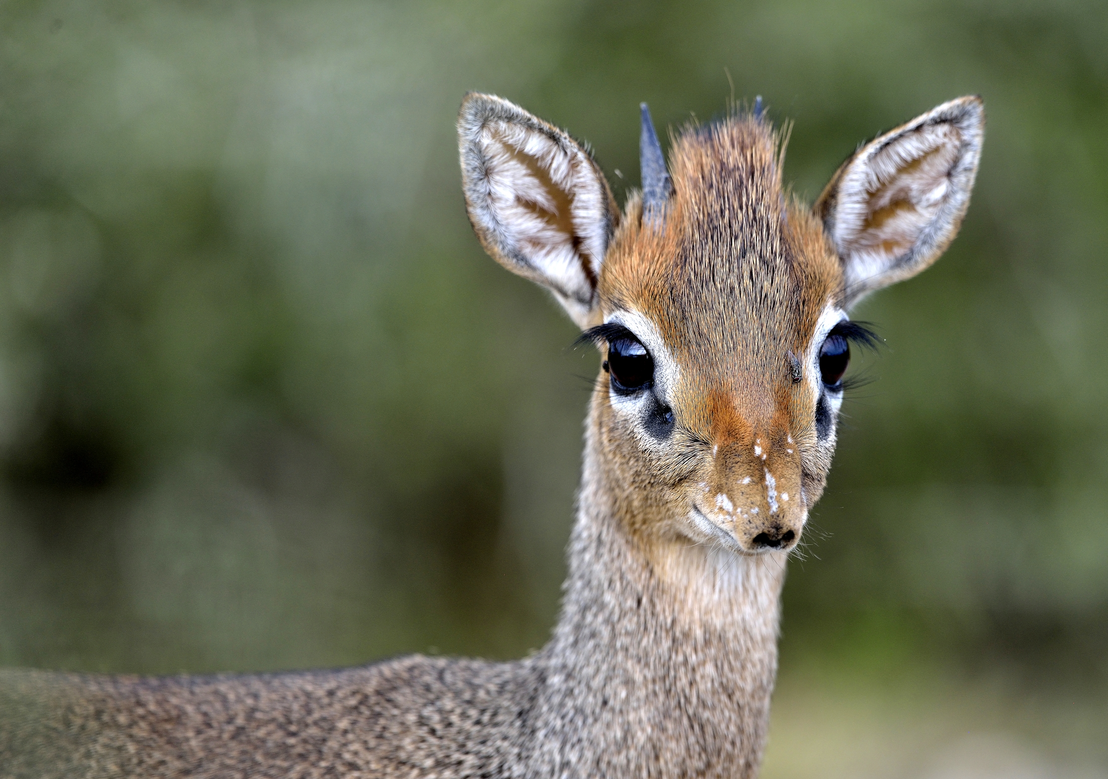 Tanzania 2015 - Dik Dik