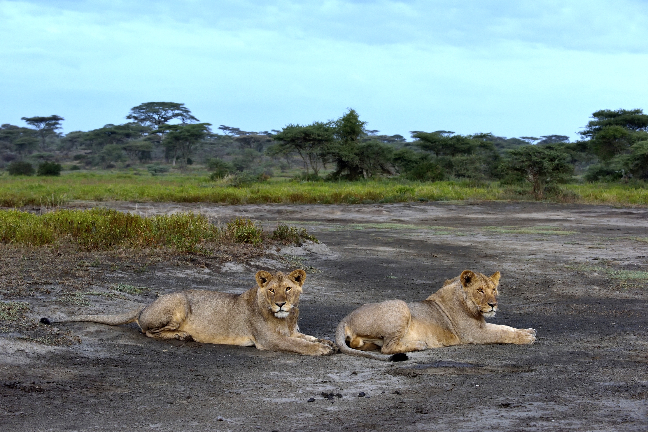 Tanzania 2015 - Fresca alba