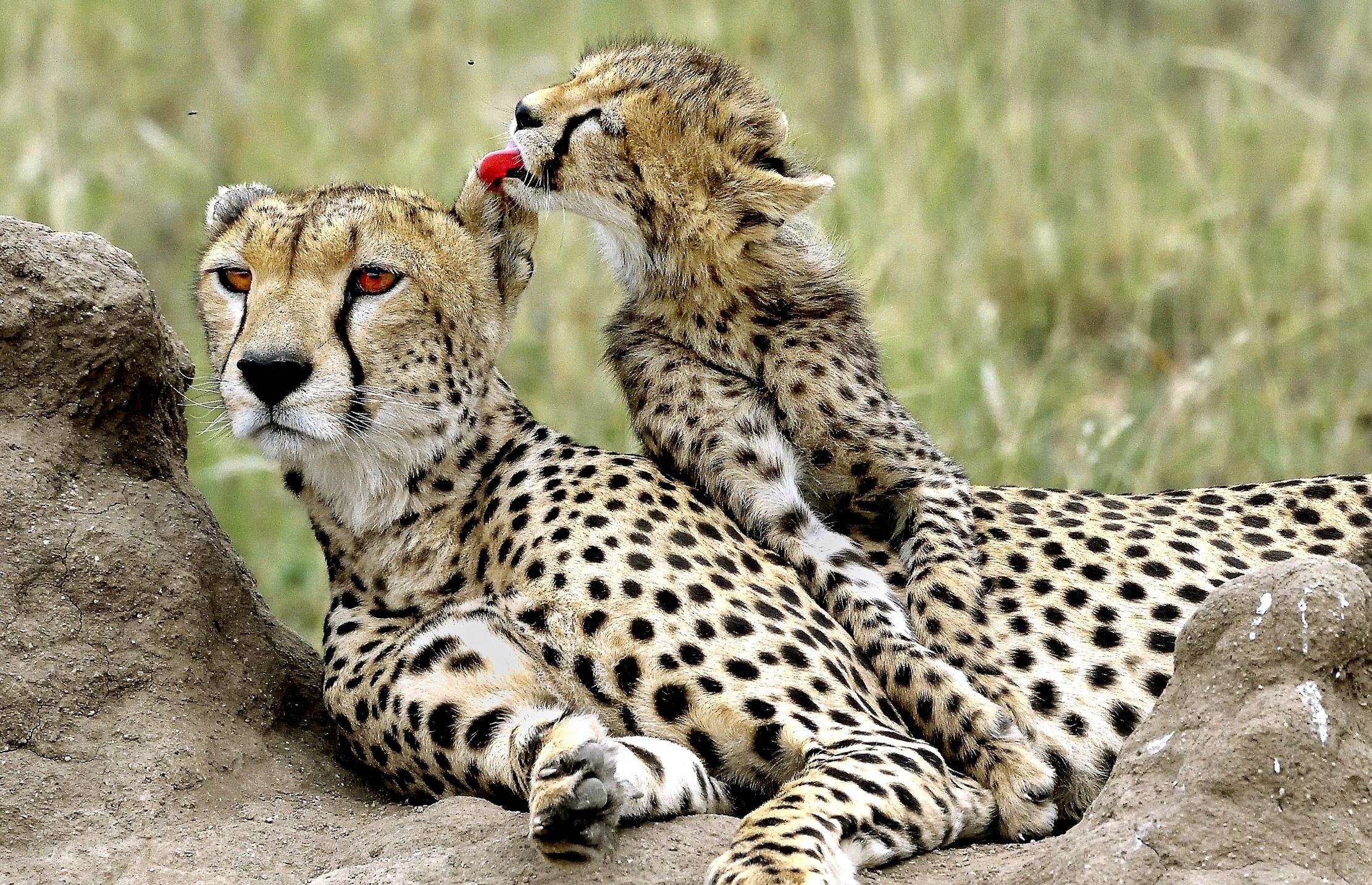 Tanzania 2015 - Che buono l'orecchio della mamma