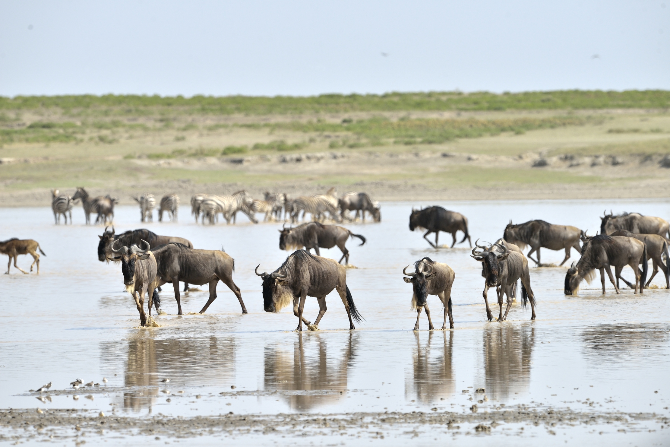 Tanzania 2015 - Migrazione