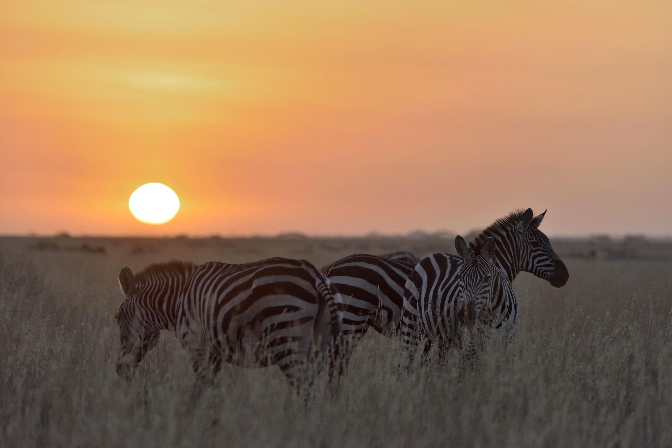 Tanzania 2015 . Zebre all'alba