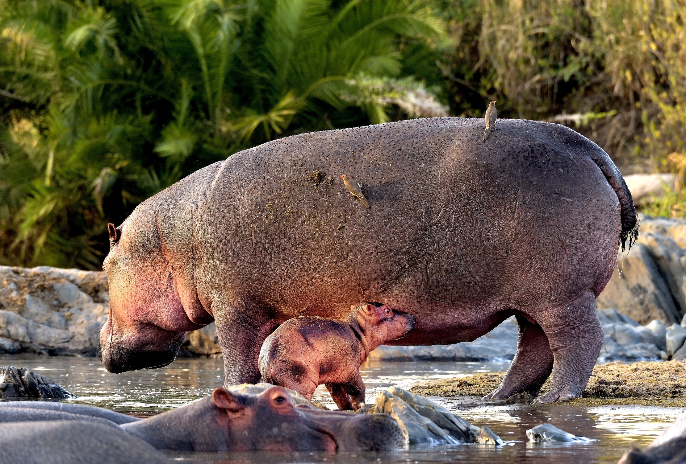 Tanzania 2015 - Il piccolo e la mamma