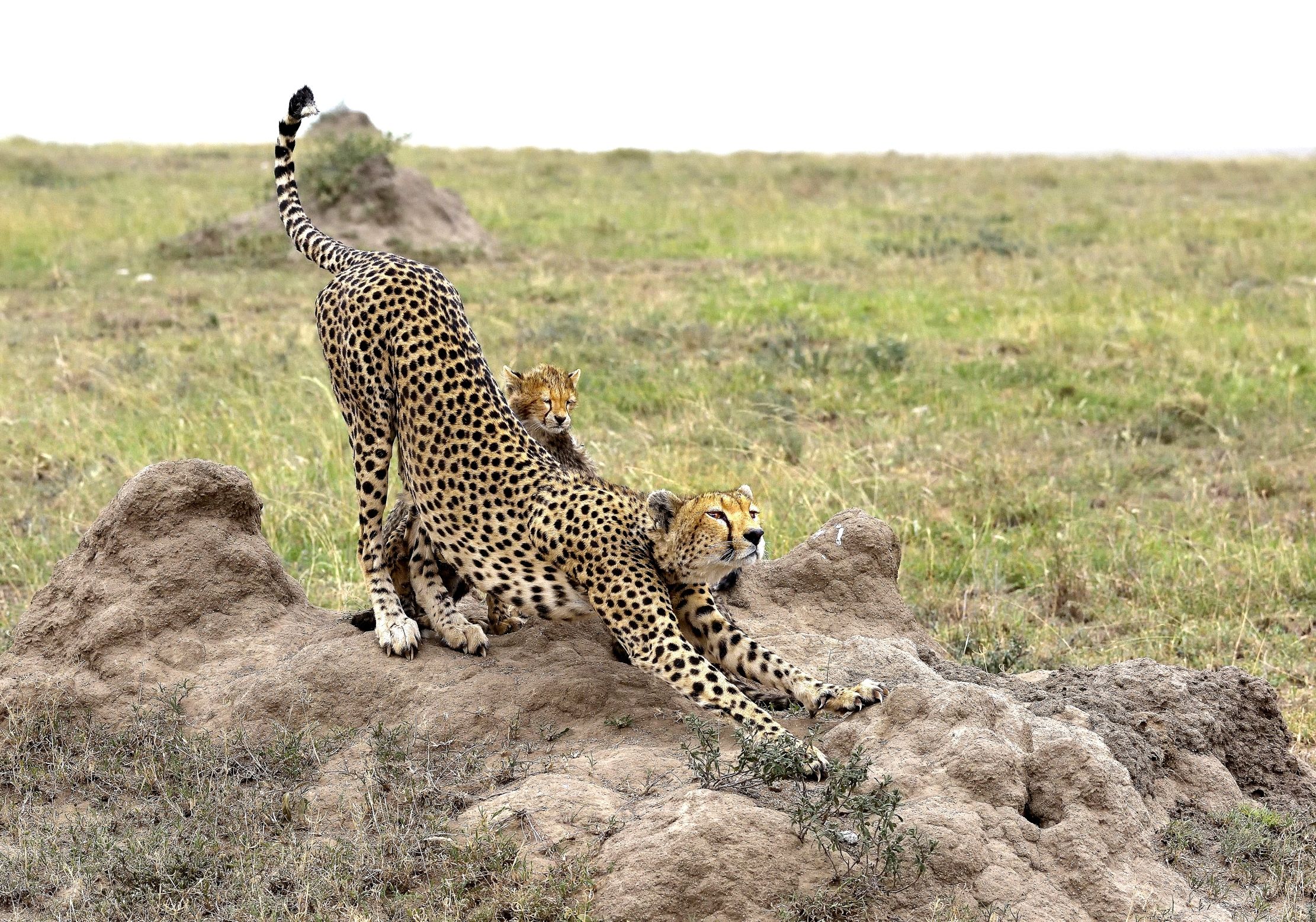 Tanzania 2015 - Lo stiramento