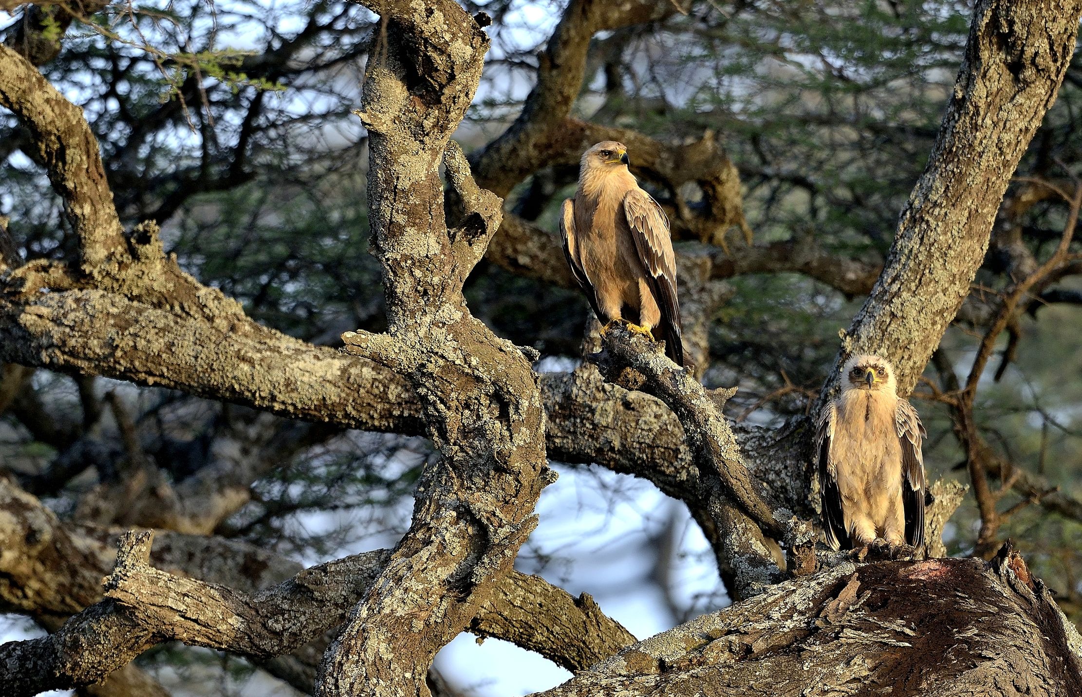 Tanzania 2015 - Aquile sull'acacia