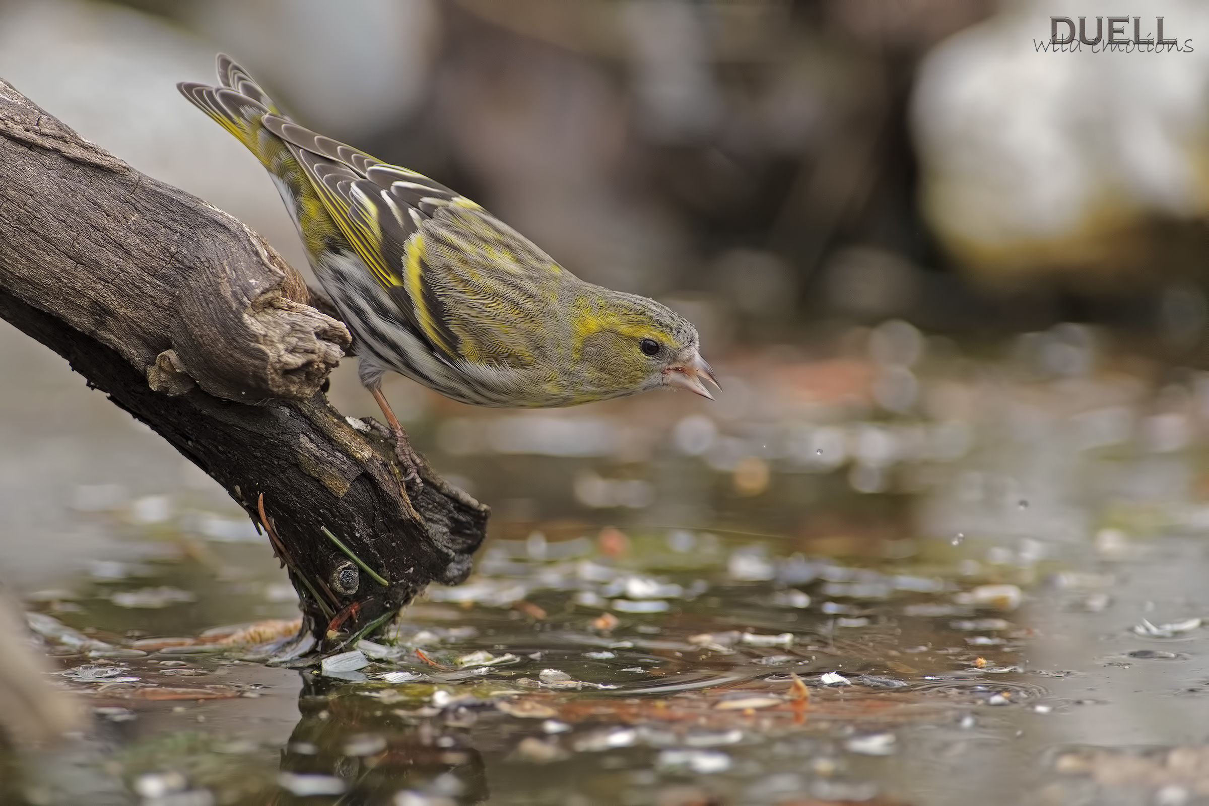 Serin drinking