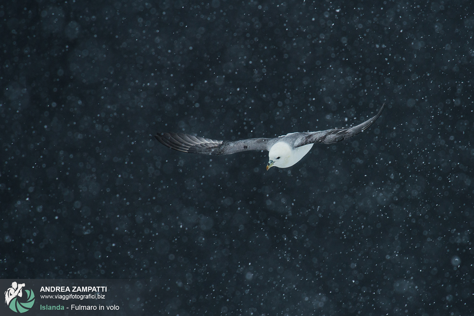 Fulmaro sotto la neve - Cascata di Skogafoss, Islanda.