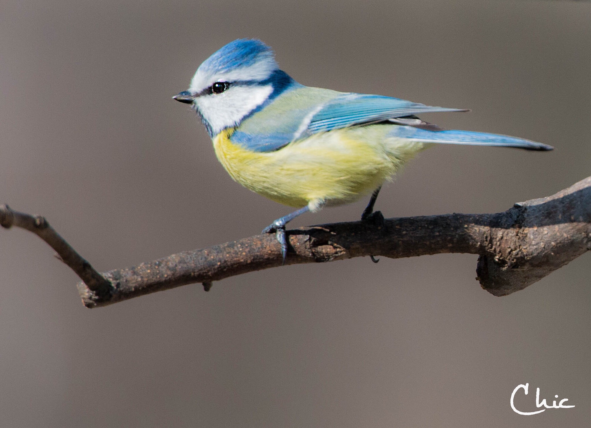Cyanistes caeruleus - Blue Tit