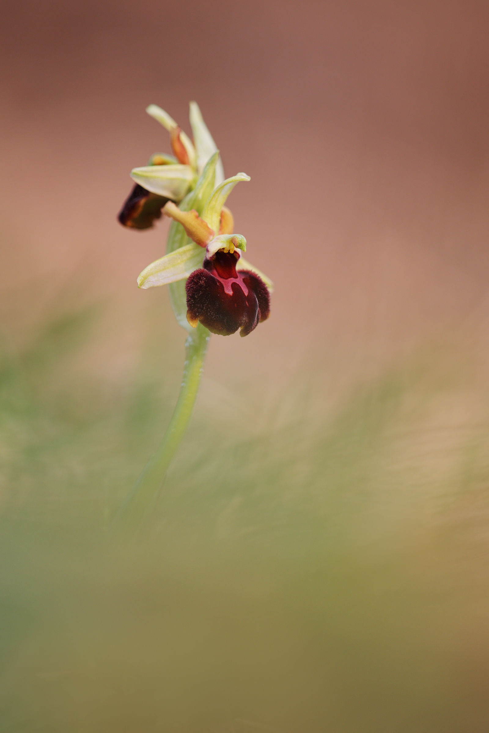Ophrys sphegodes
