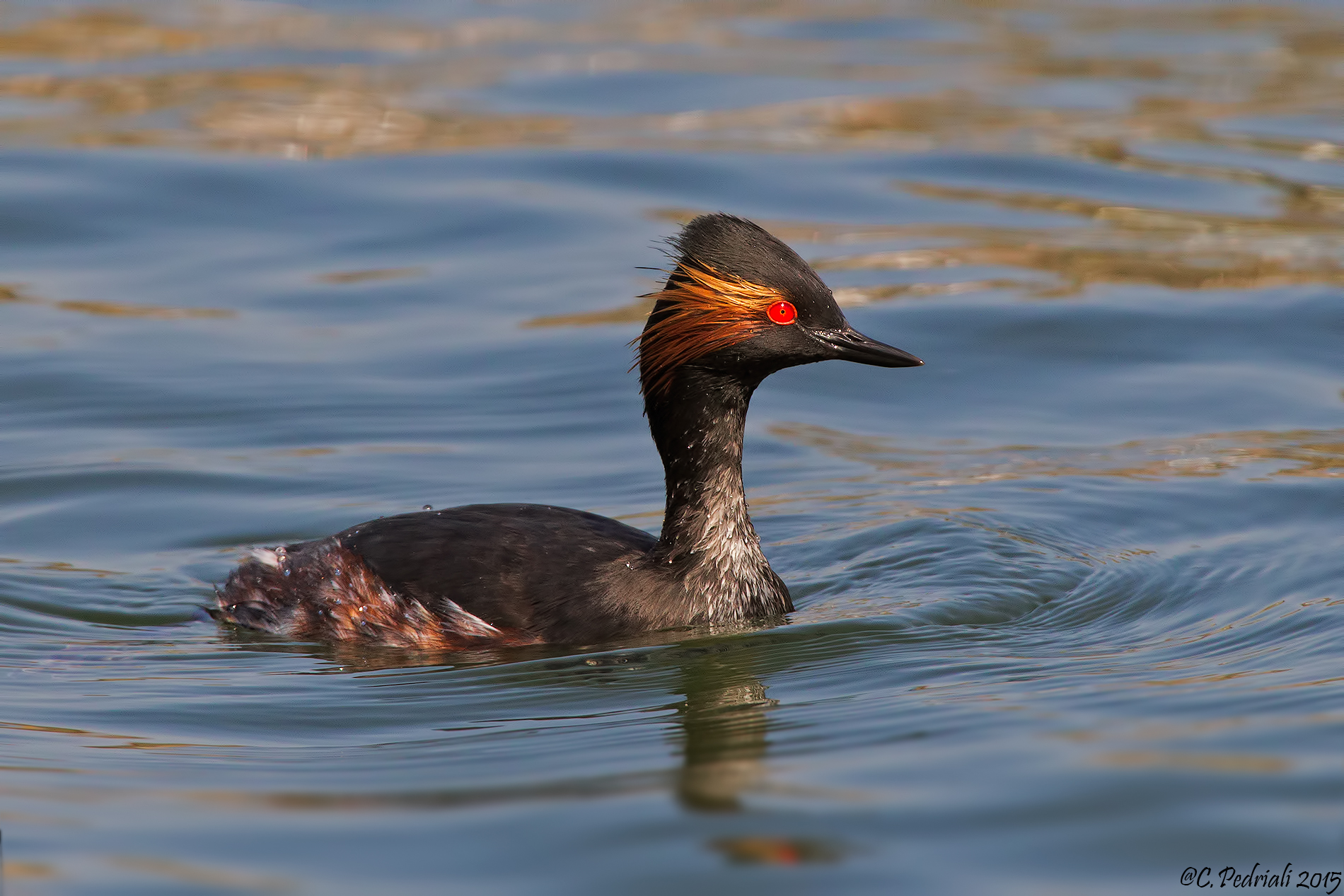 Black-necked Grebe ...