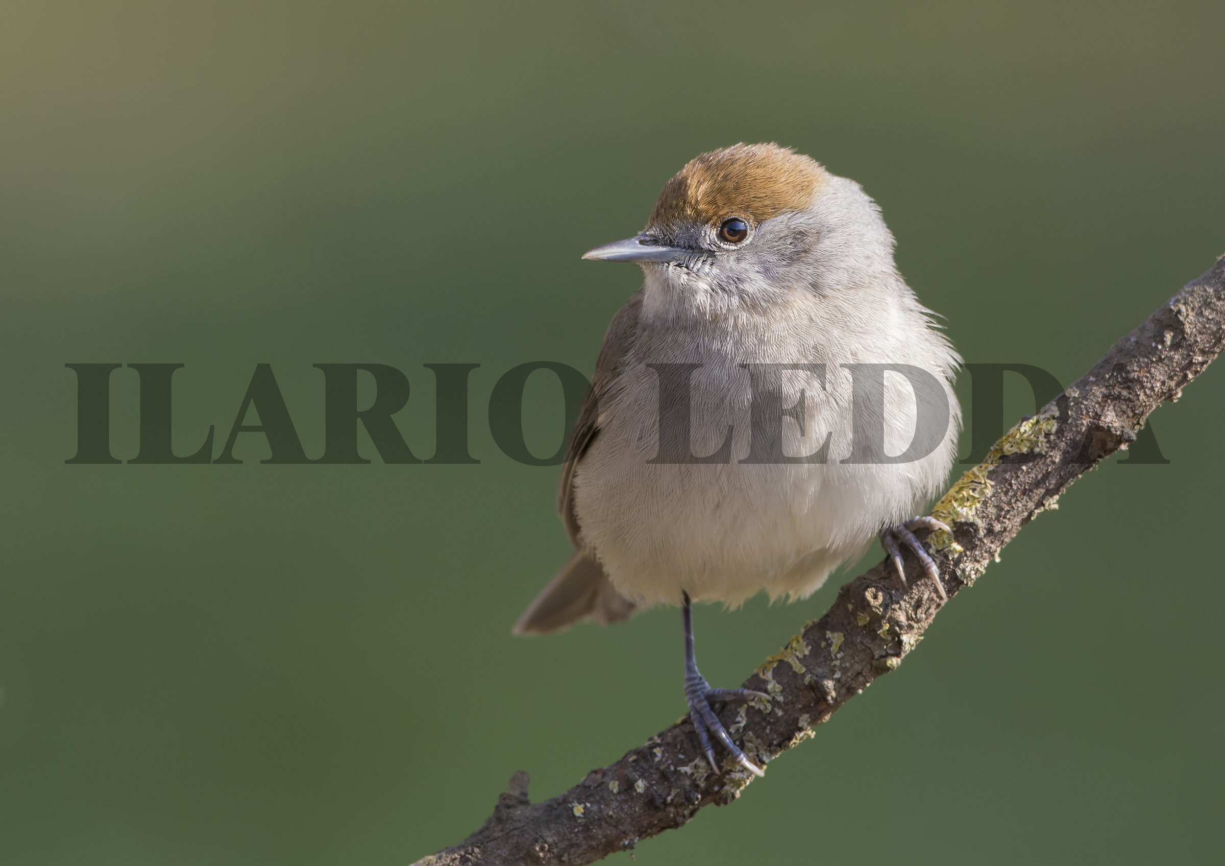 7d mk2 ci possiamo stare....