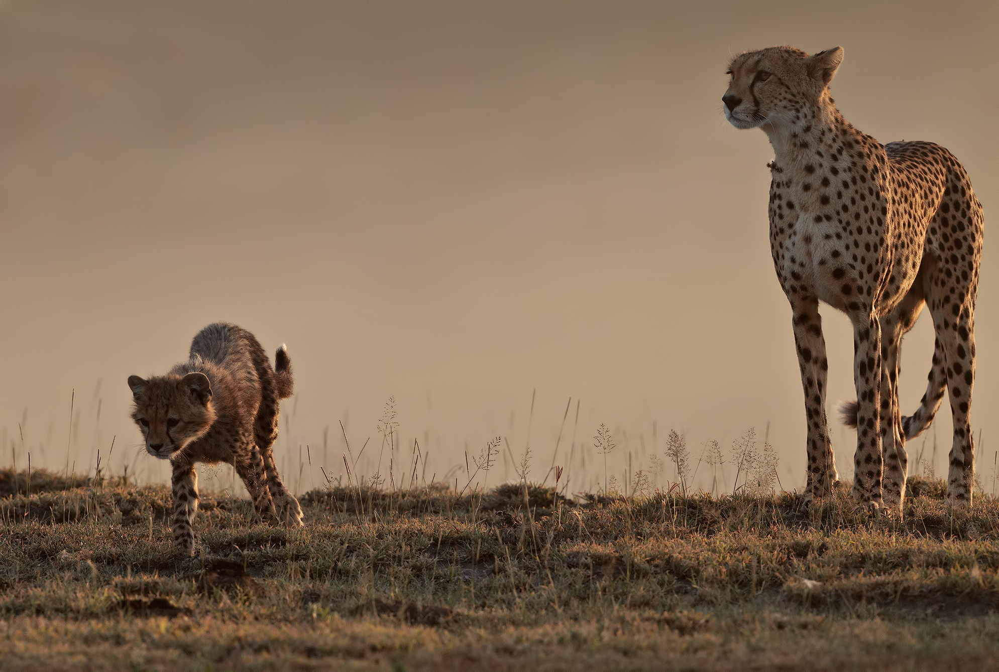 Mother and baby in the dawn golden 2 ...
