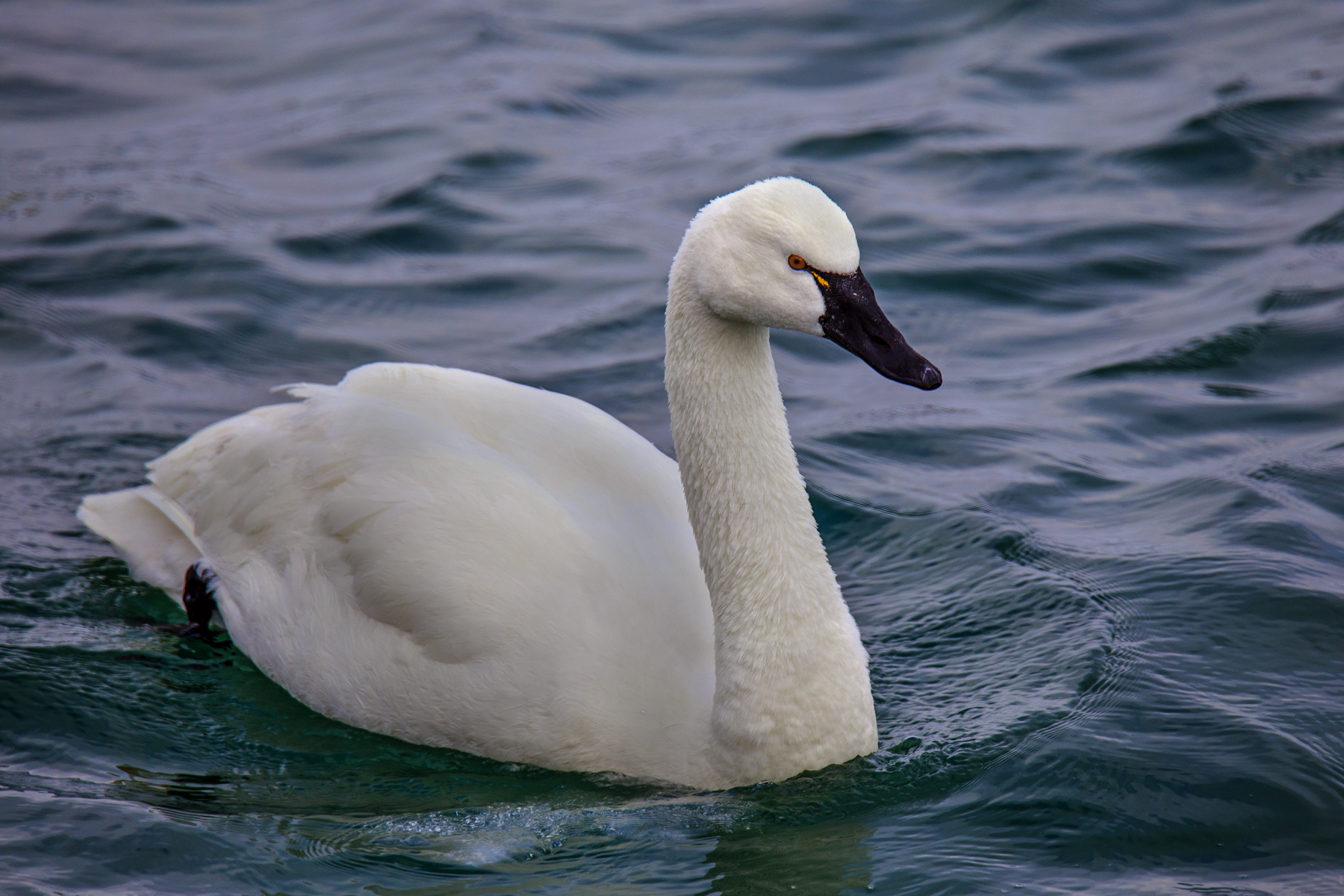 Tundra Swan