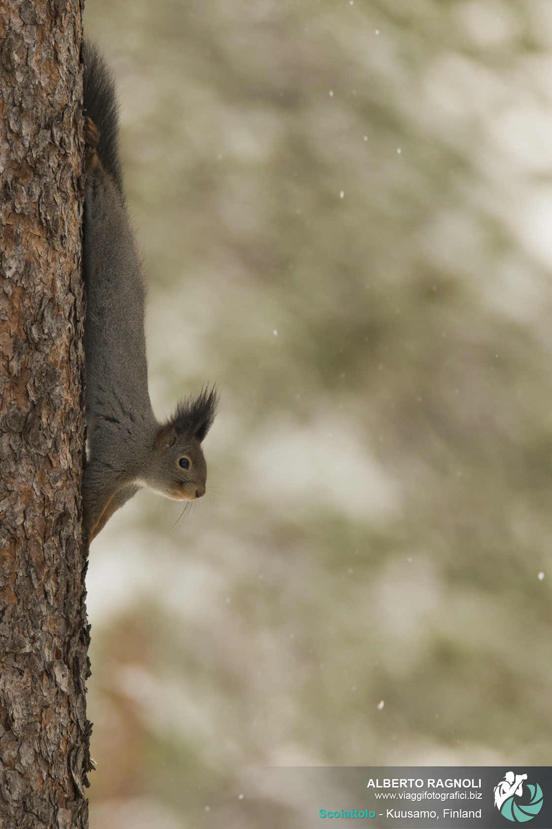 Squirrel in Kuusamo, Finland.