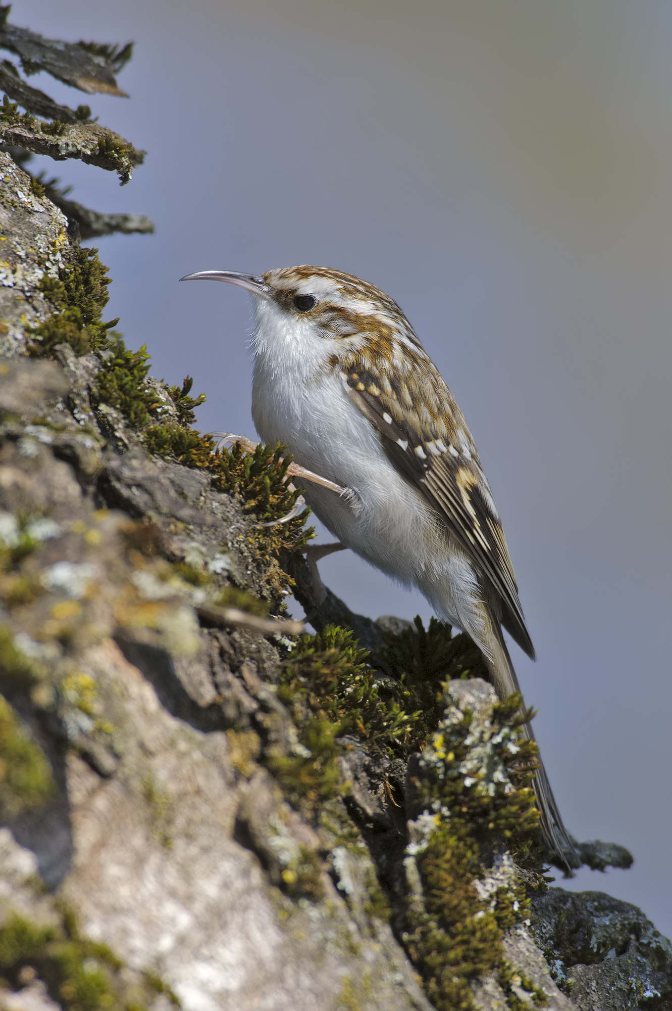 (Treecreeper Certhia familiaris)