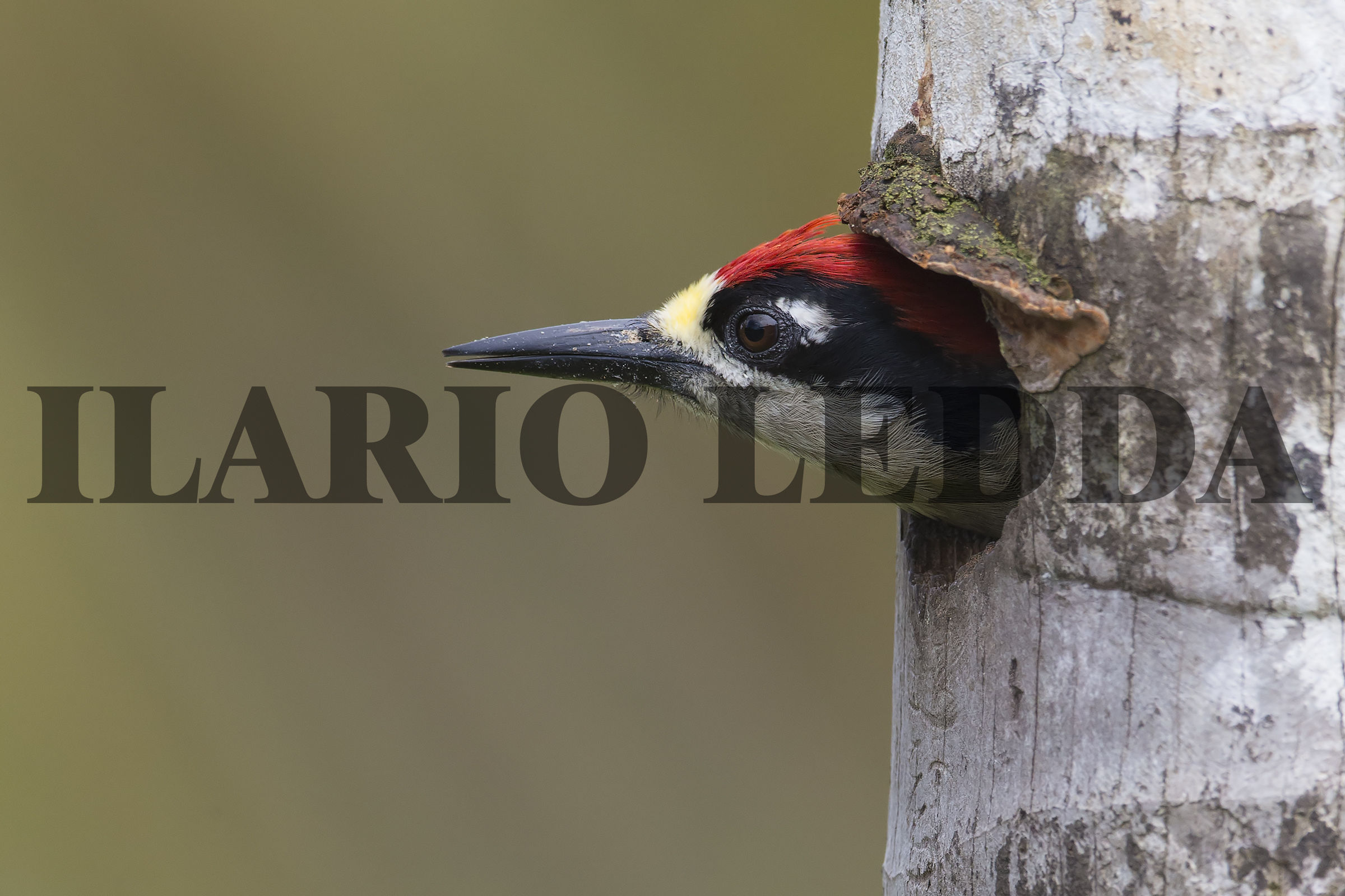 black-cheeked woodpecker3