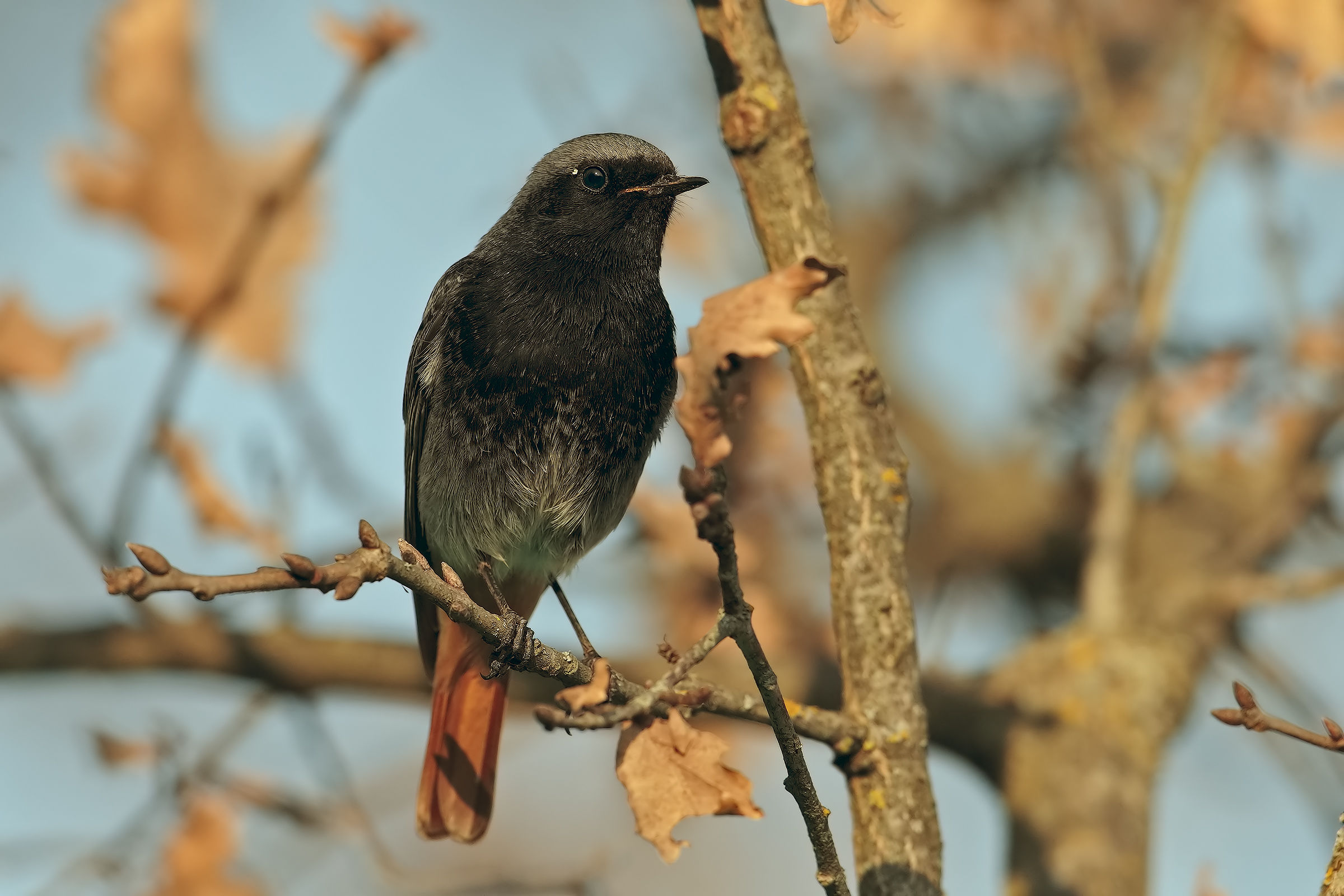 Redstart Sweeps