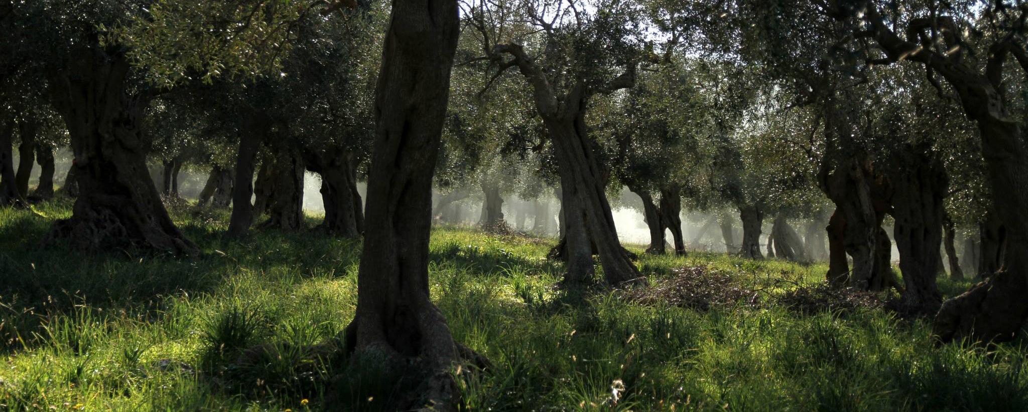 ancient olive trees