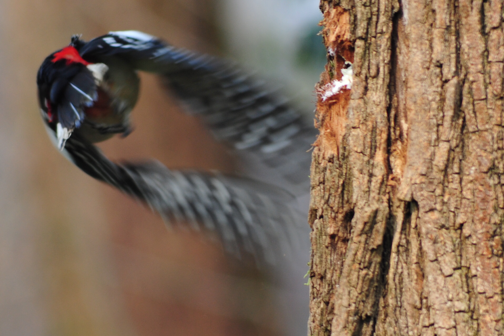 woodpecker in flight