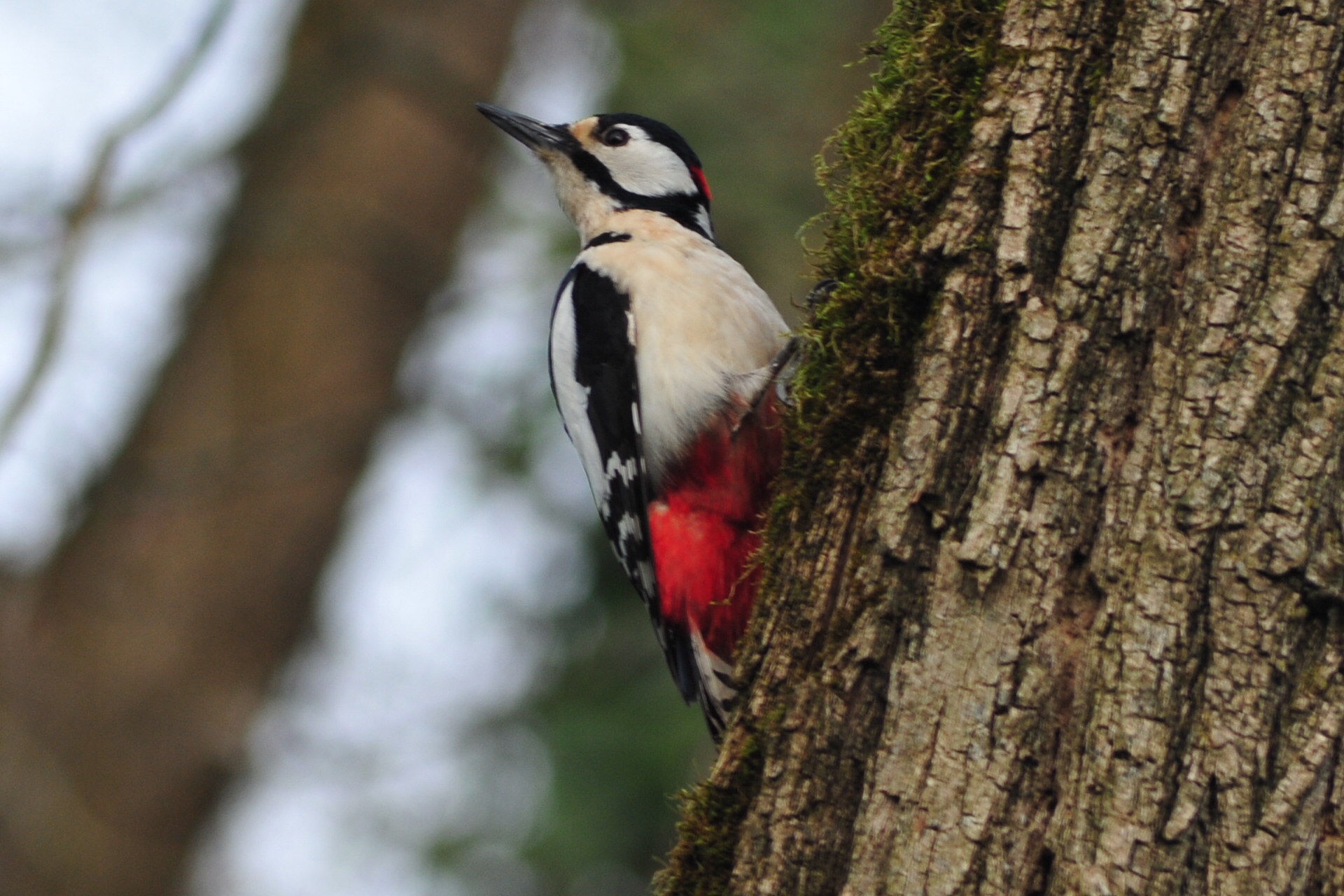 woodpecker