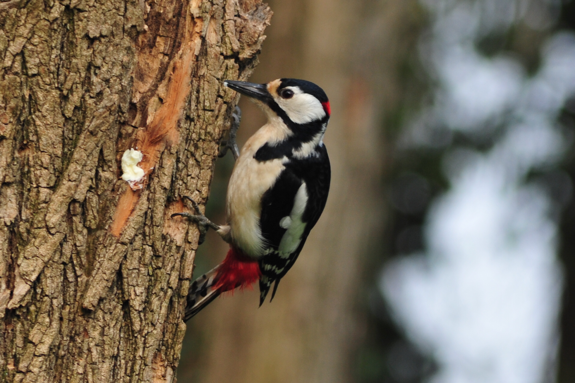 woodpecker