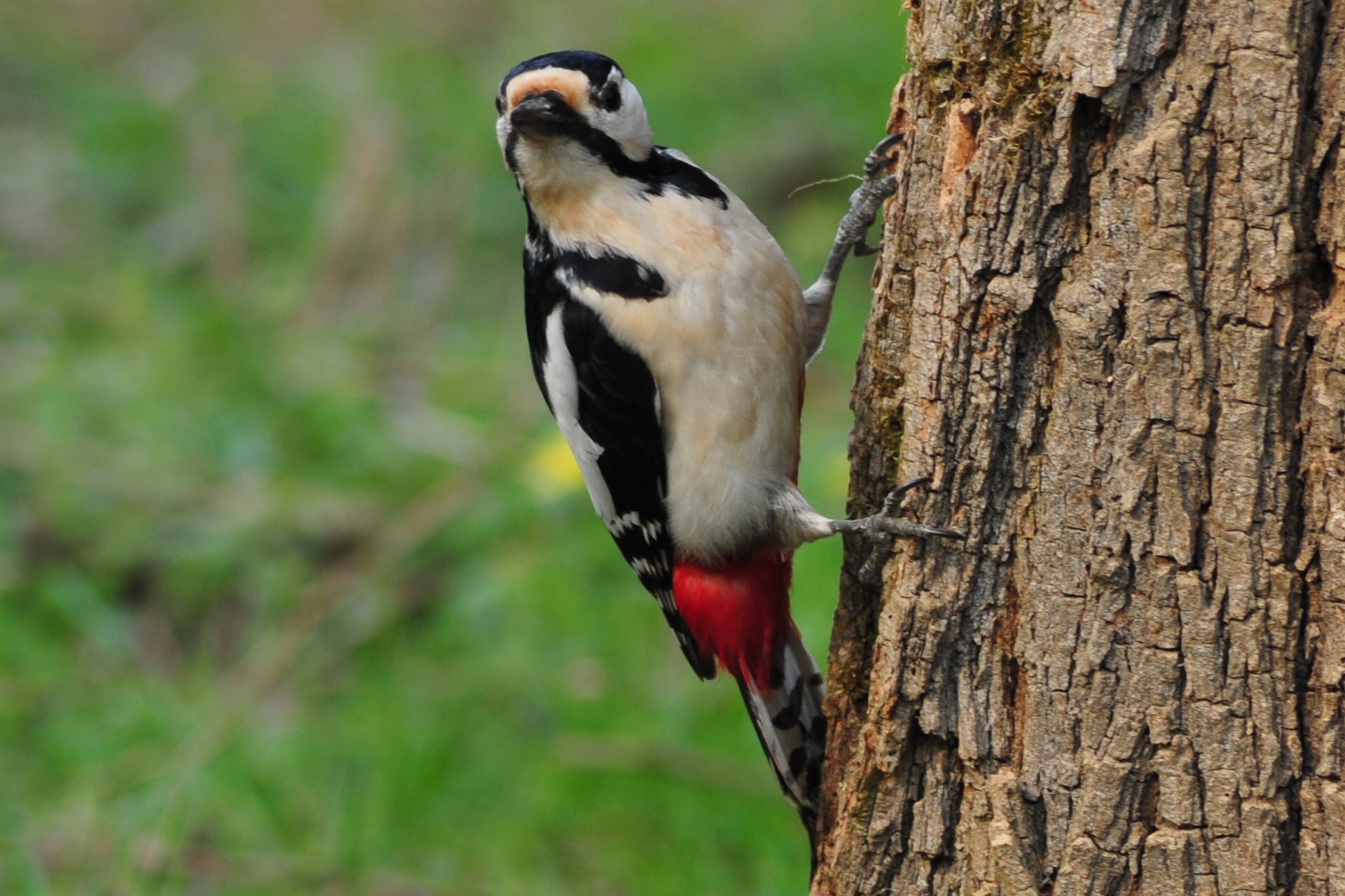 woodpecker