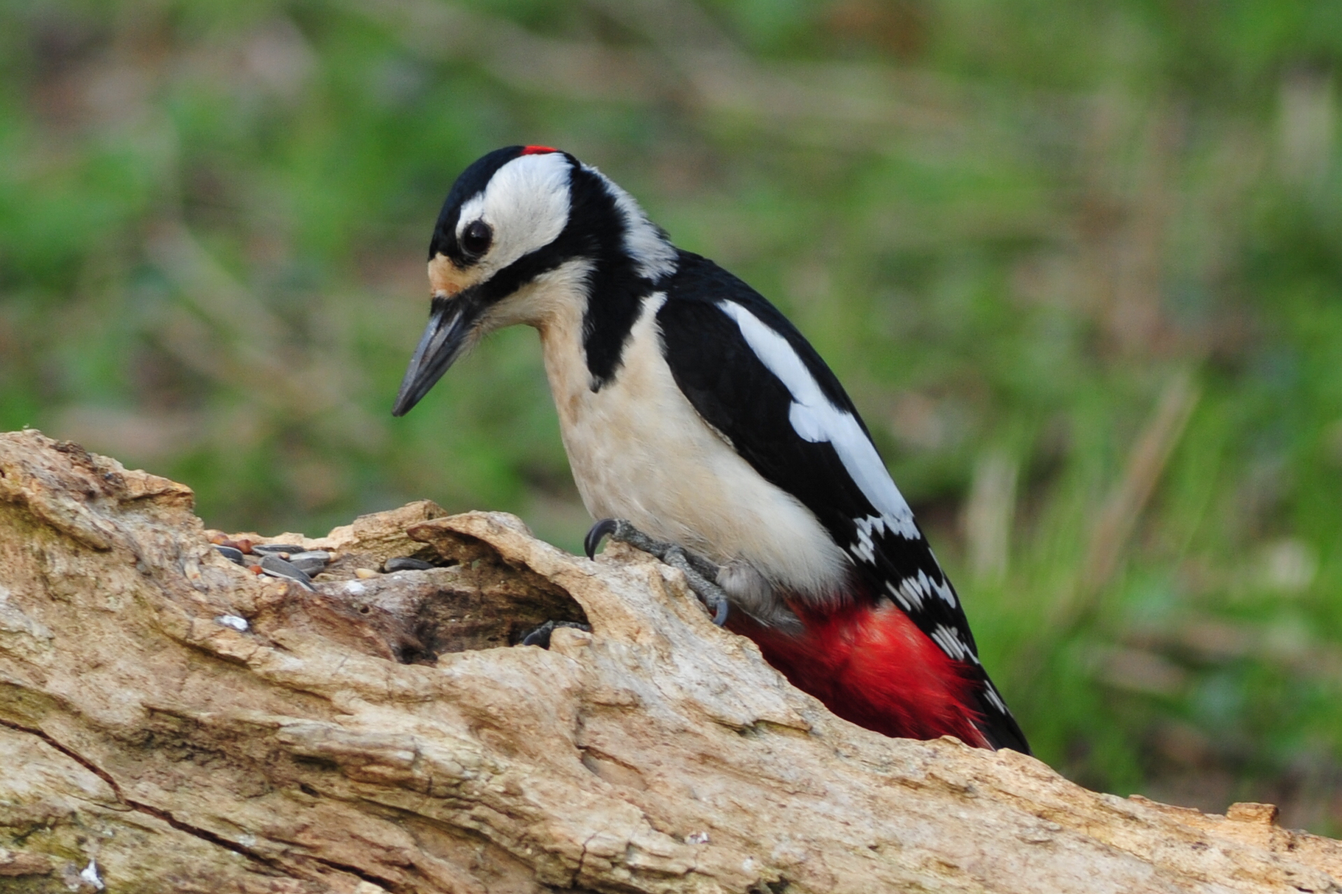 woodpecker