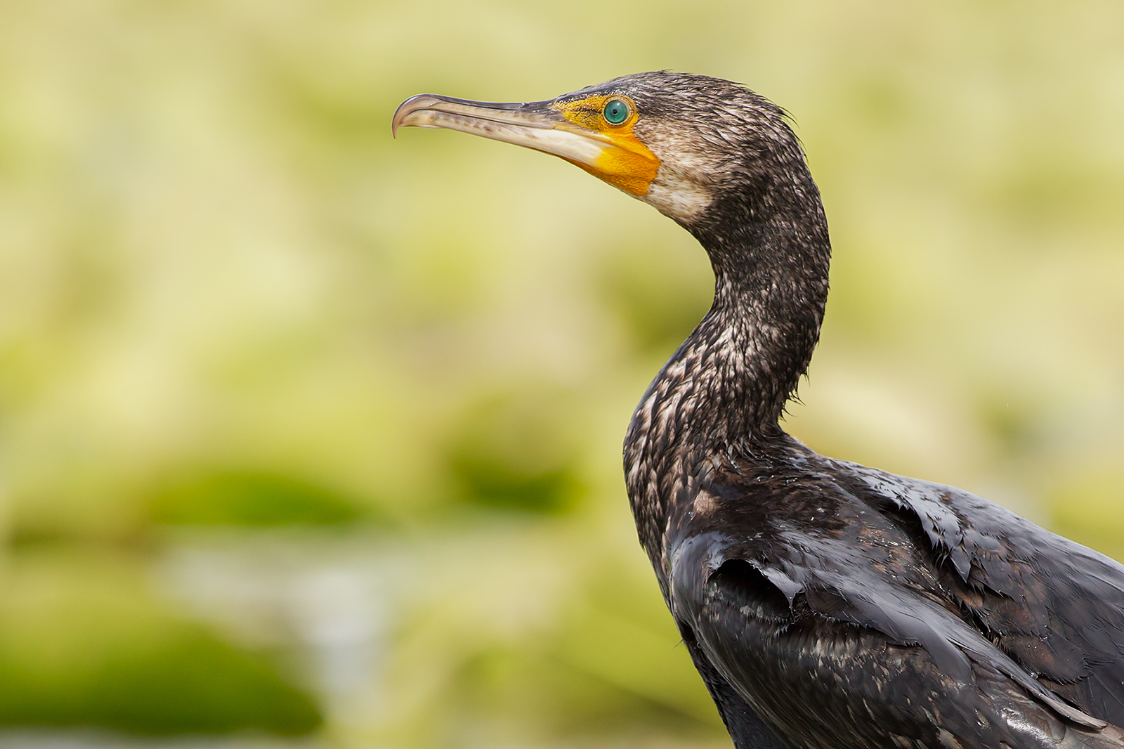 Ritratto , ritaglio al 50%