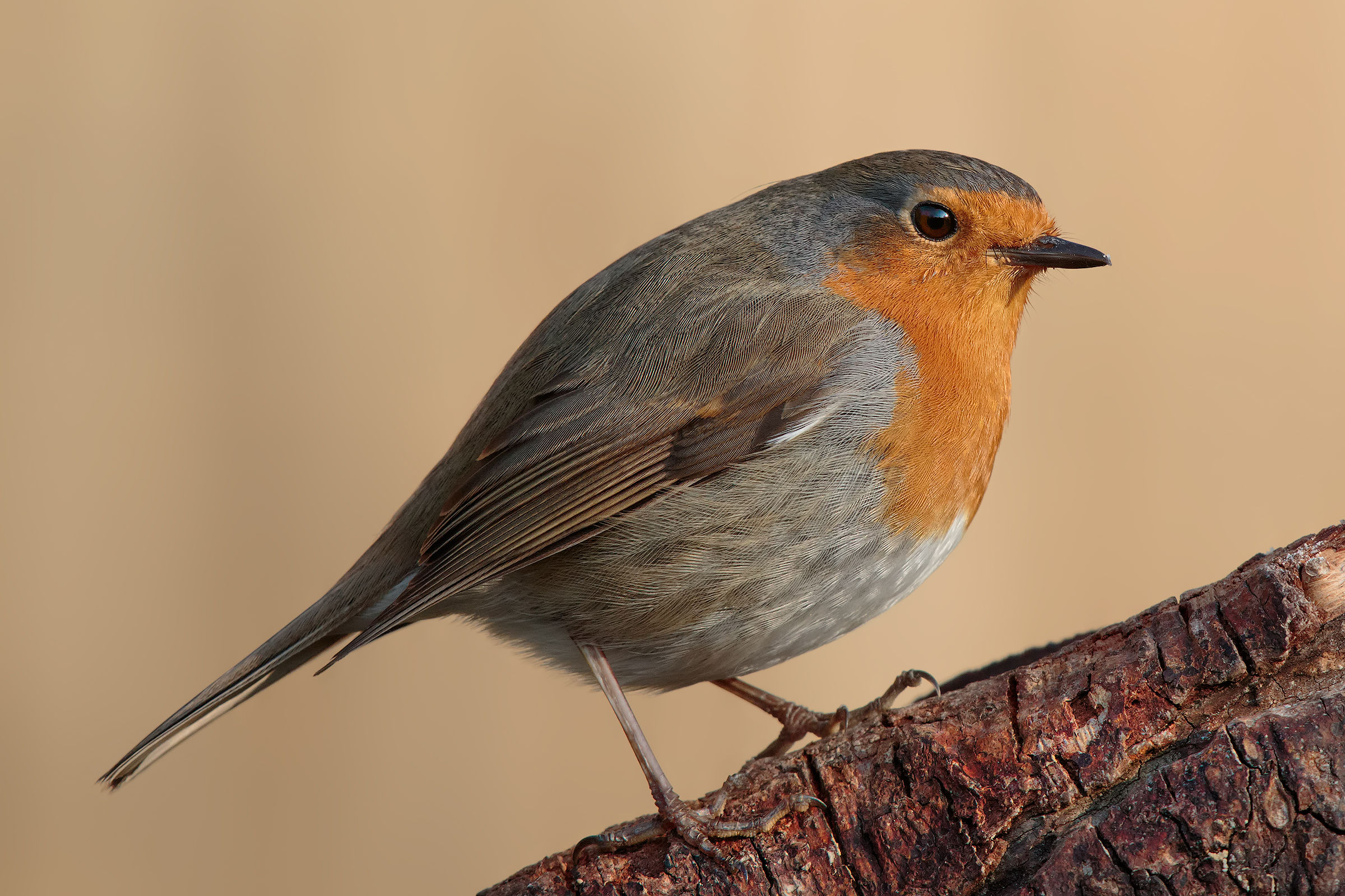 The Cicciabomba .. !!