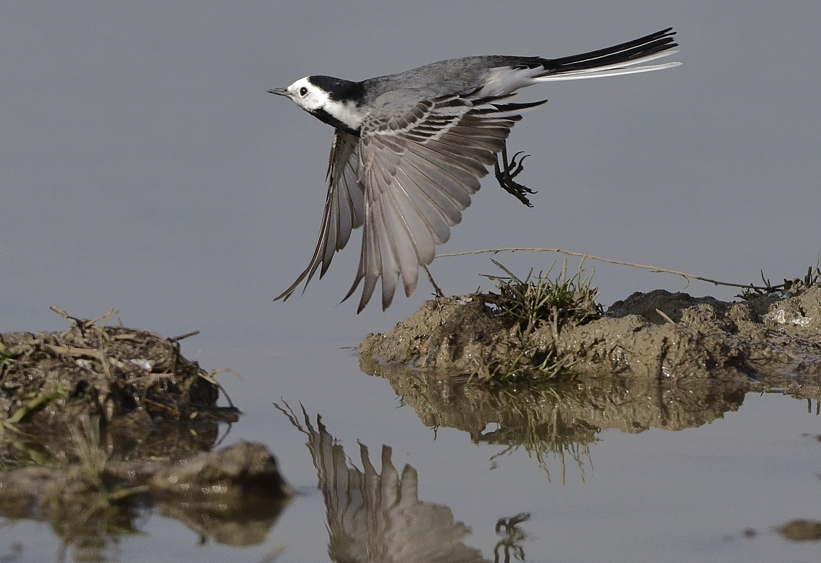 The flight of the dancer
