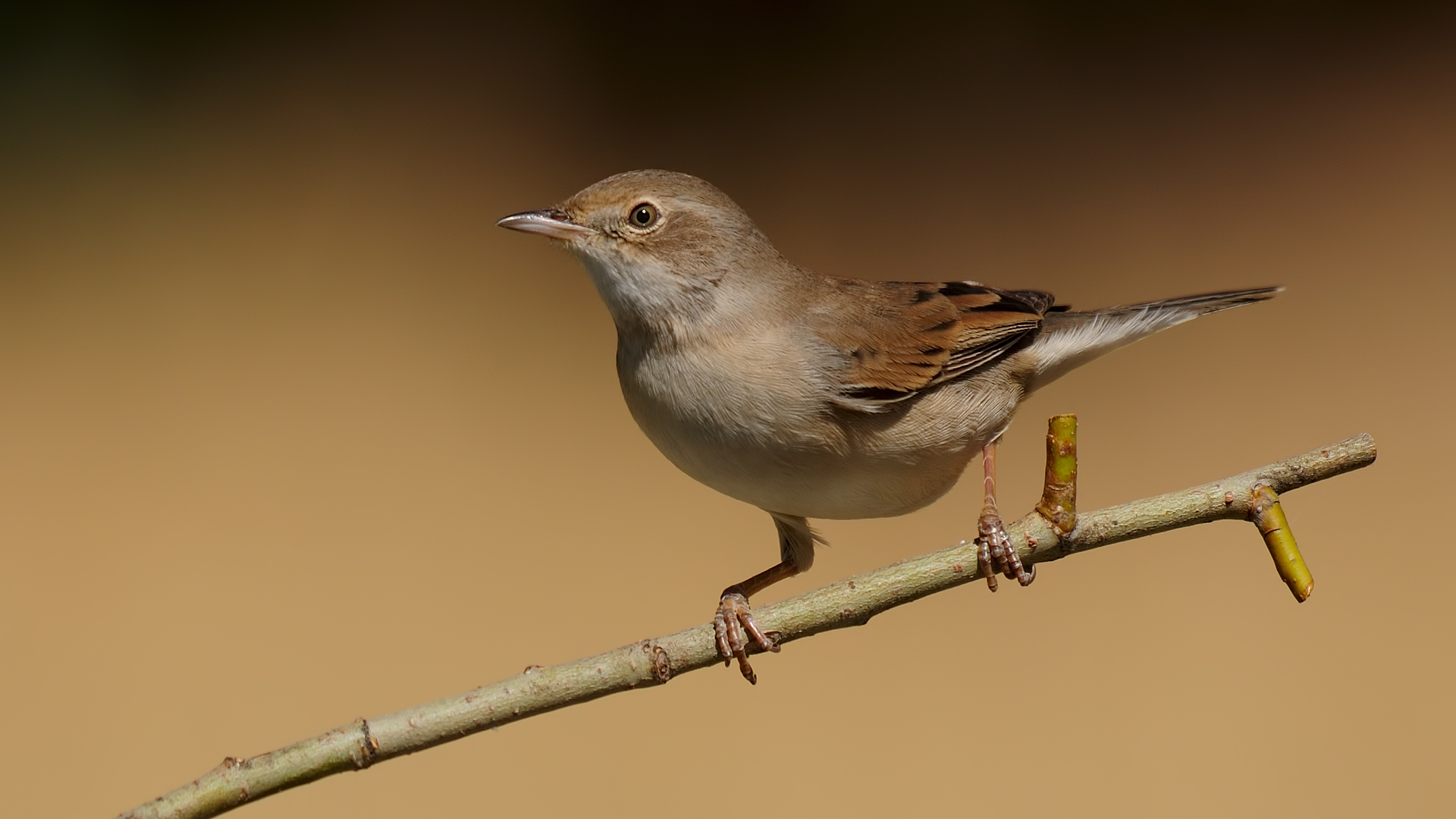 Ak gerdanl? tle? en »Sylvia communis» Whitethroa...