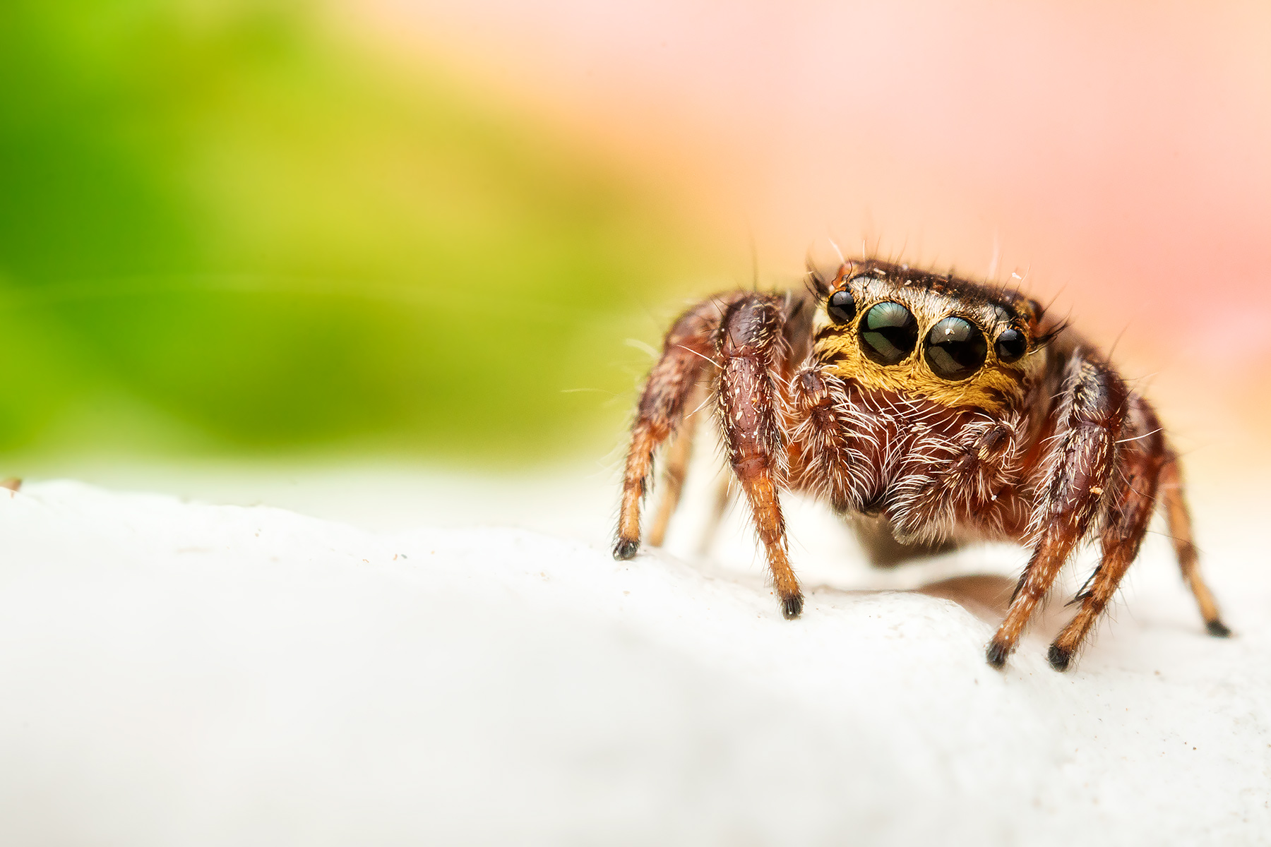 Spider salticidae