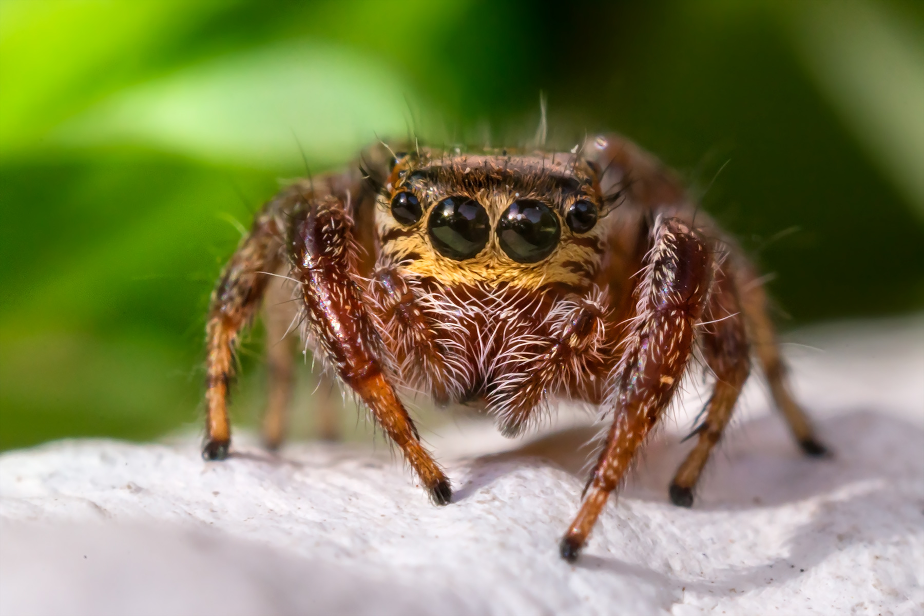 Spider salticidae
